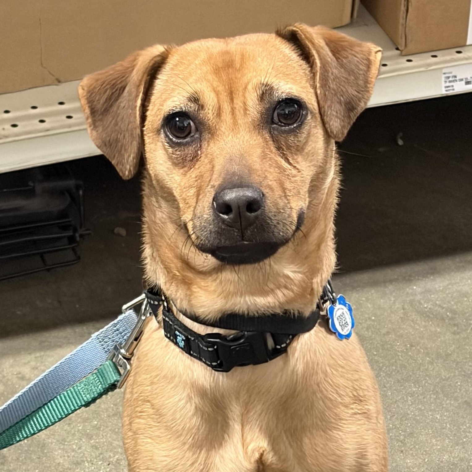 Cafe, Adoptable, Puppy Female Terrier.