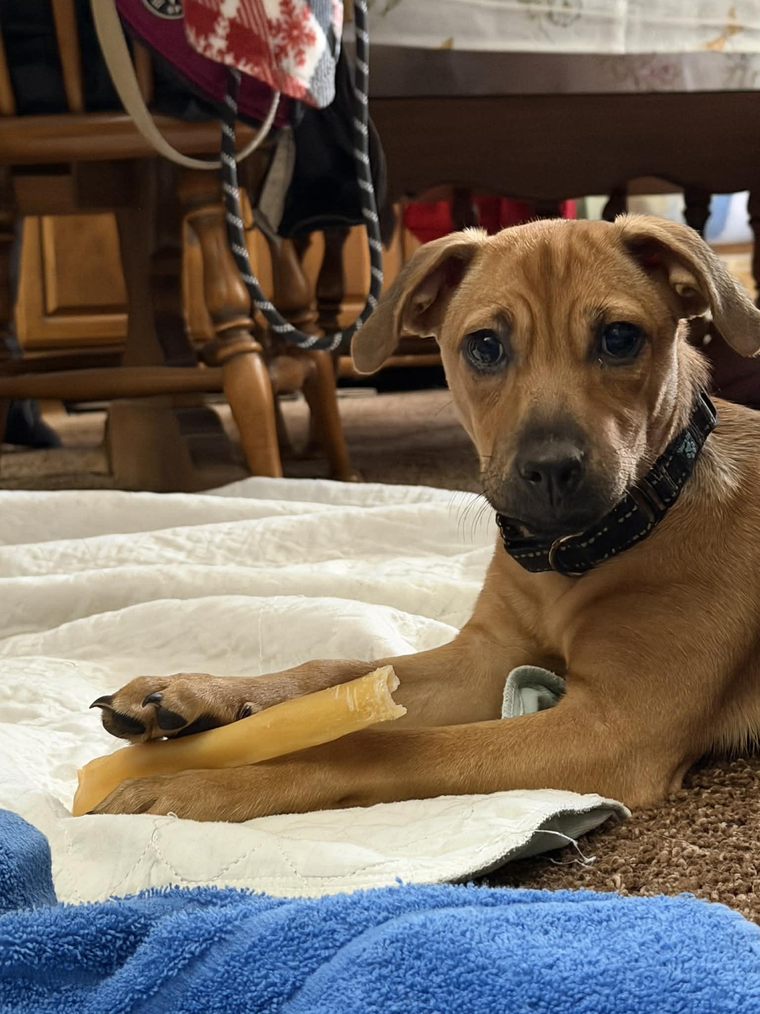 Cafe, Adoptable, Puppy Female Terrier.