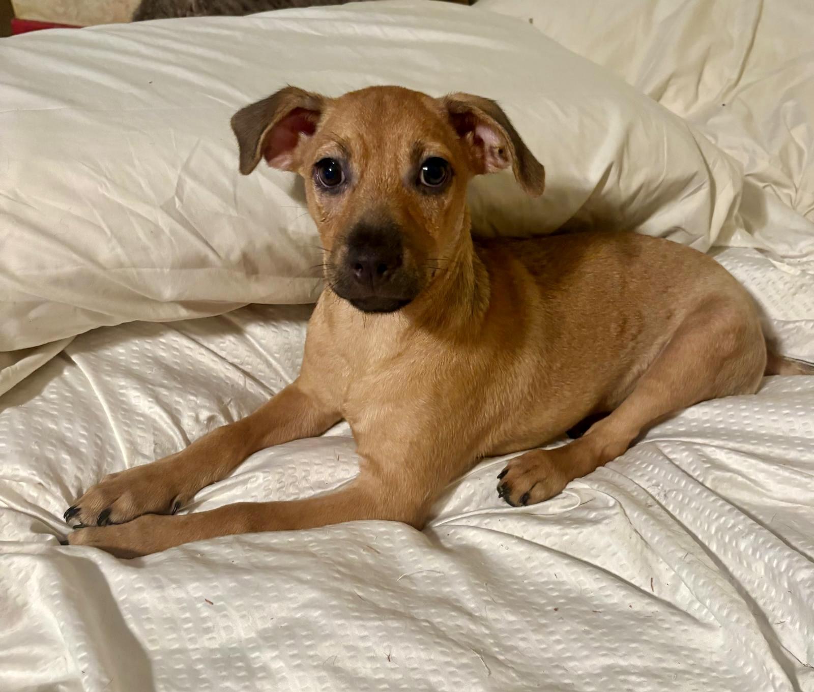 Cafe, a Adoptable mixed breed in Warren, NJ image 1/2