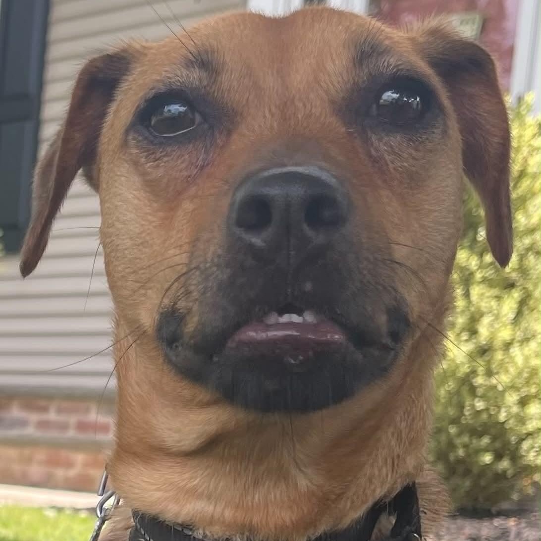 Cafe, Adoptable, Puppy Female Terrier.