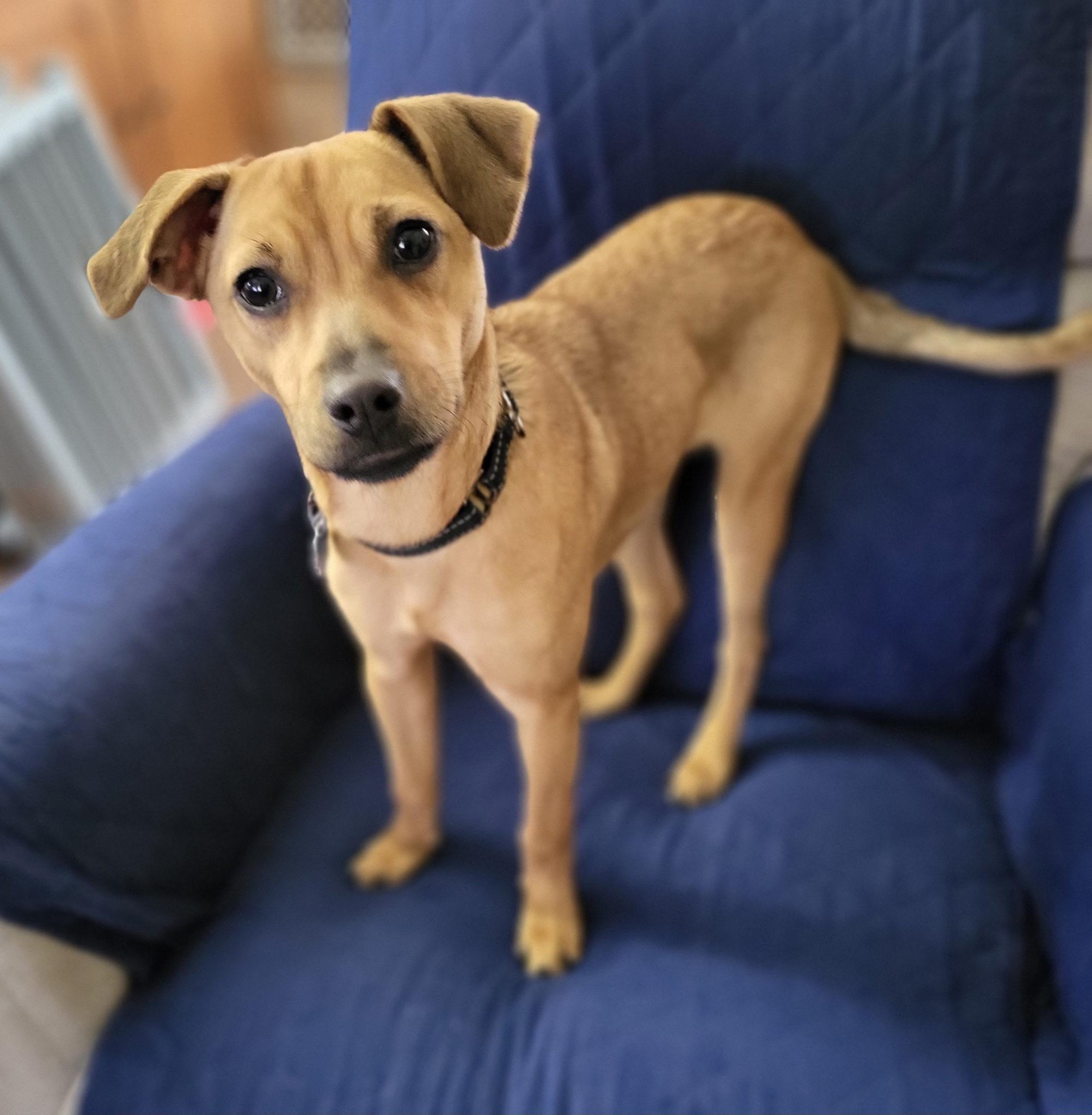 Enlarge Cafe, a Adoptable mixed breed in Warren, NJ image 1/6