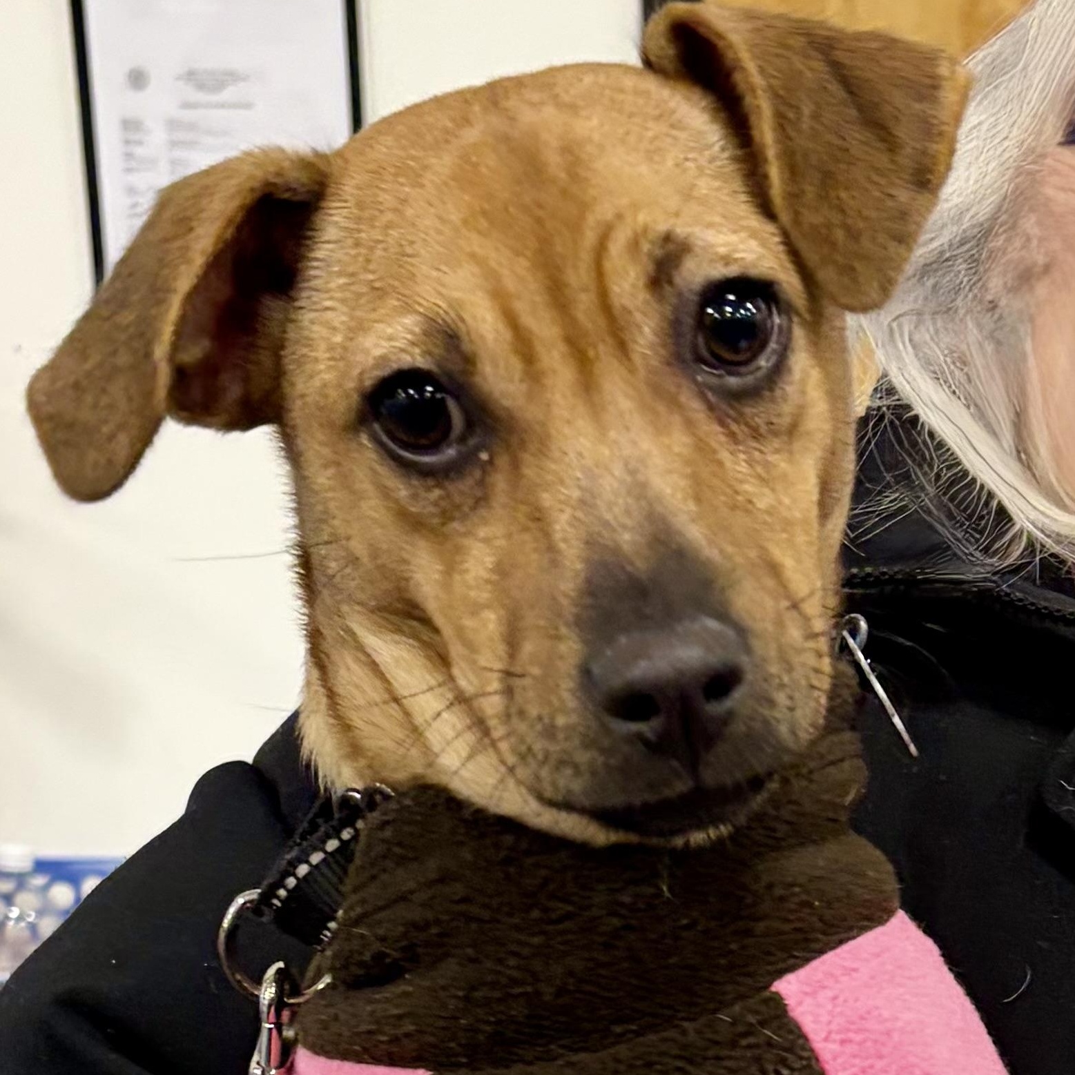 Enlarge Cafe, a Adoptable mixed breed in Warren, NJ image 2/6