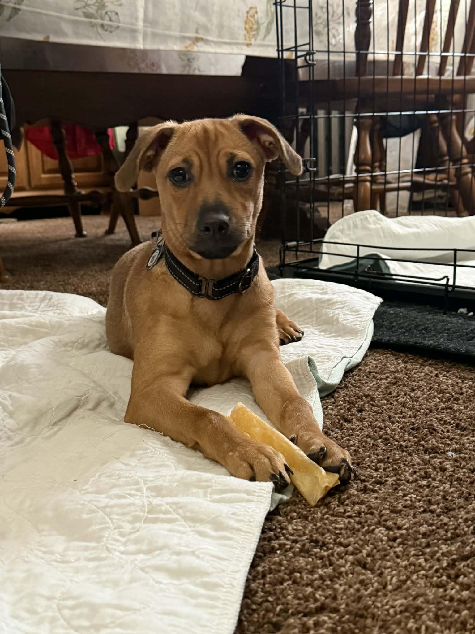 Enlarge Cafe, a Adoptable mixed breed in Warren, NJ image 5/5