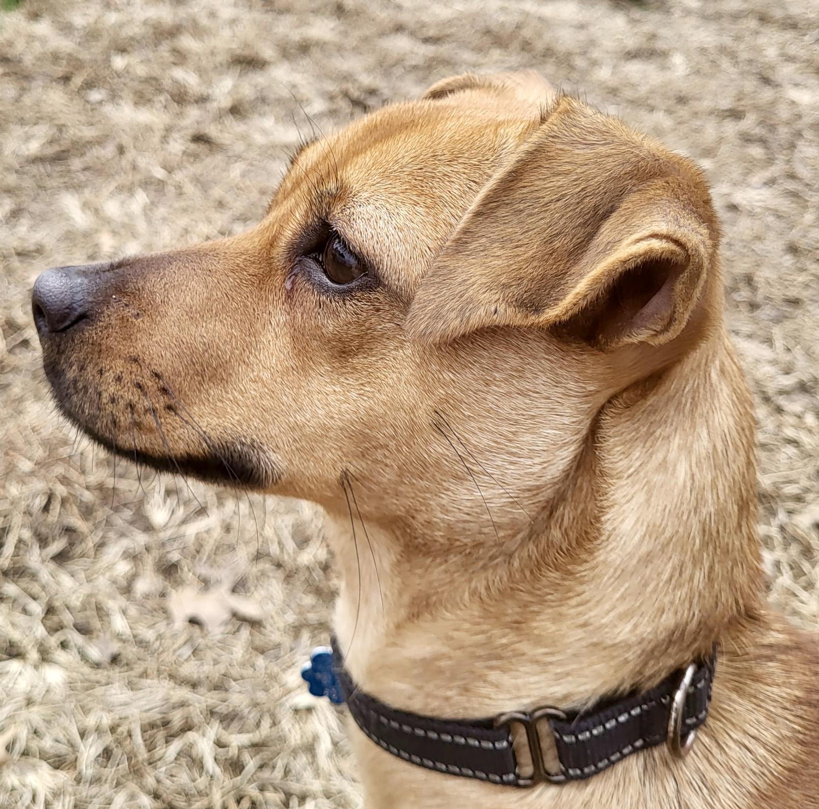 Cafe, Adoptable, Puppy Female Terrier.