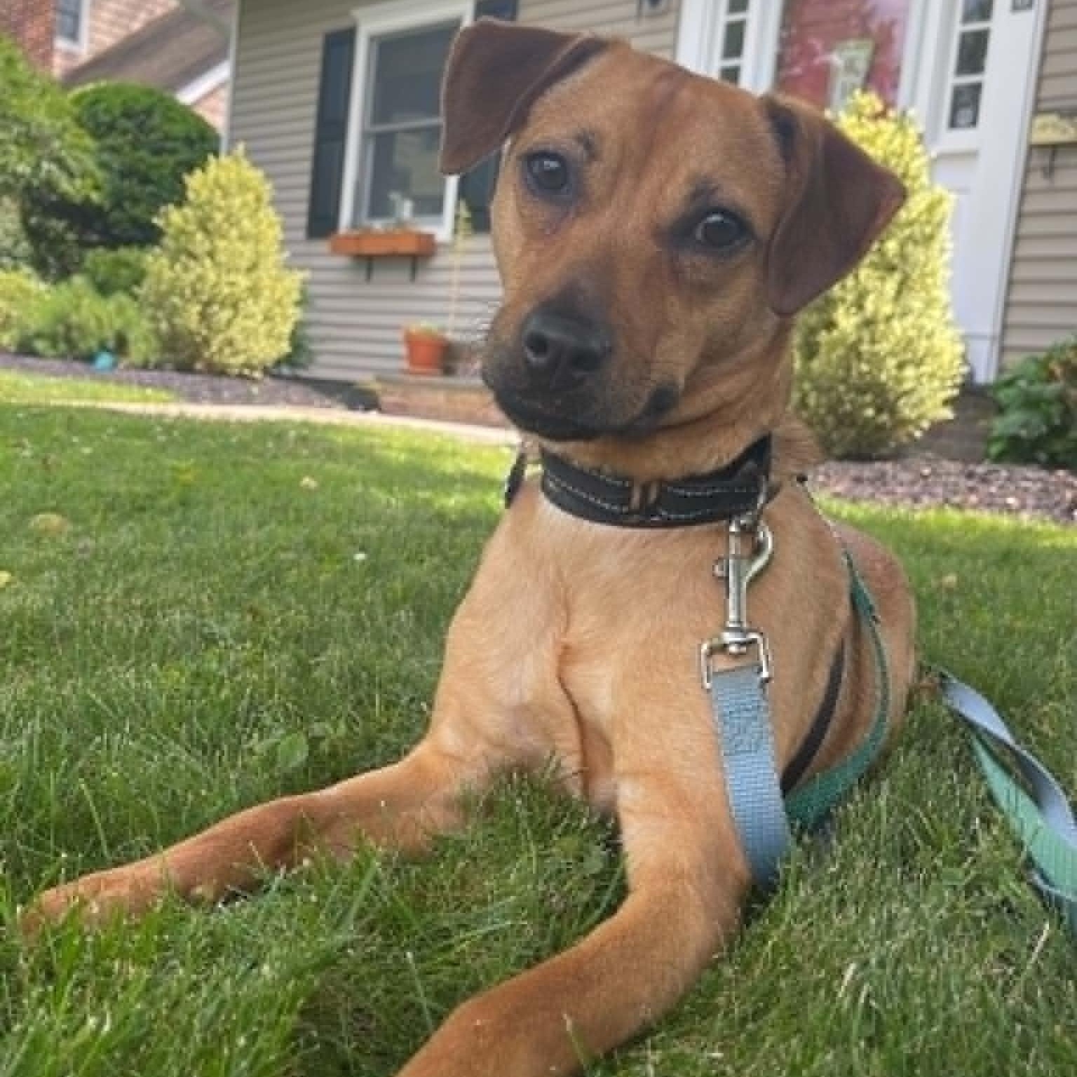 Enlarge Cafe, a Adoptable mixed breed in Warren, NJ image 1/6