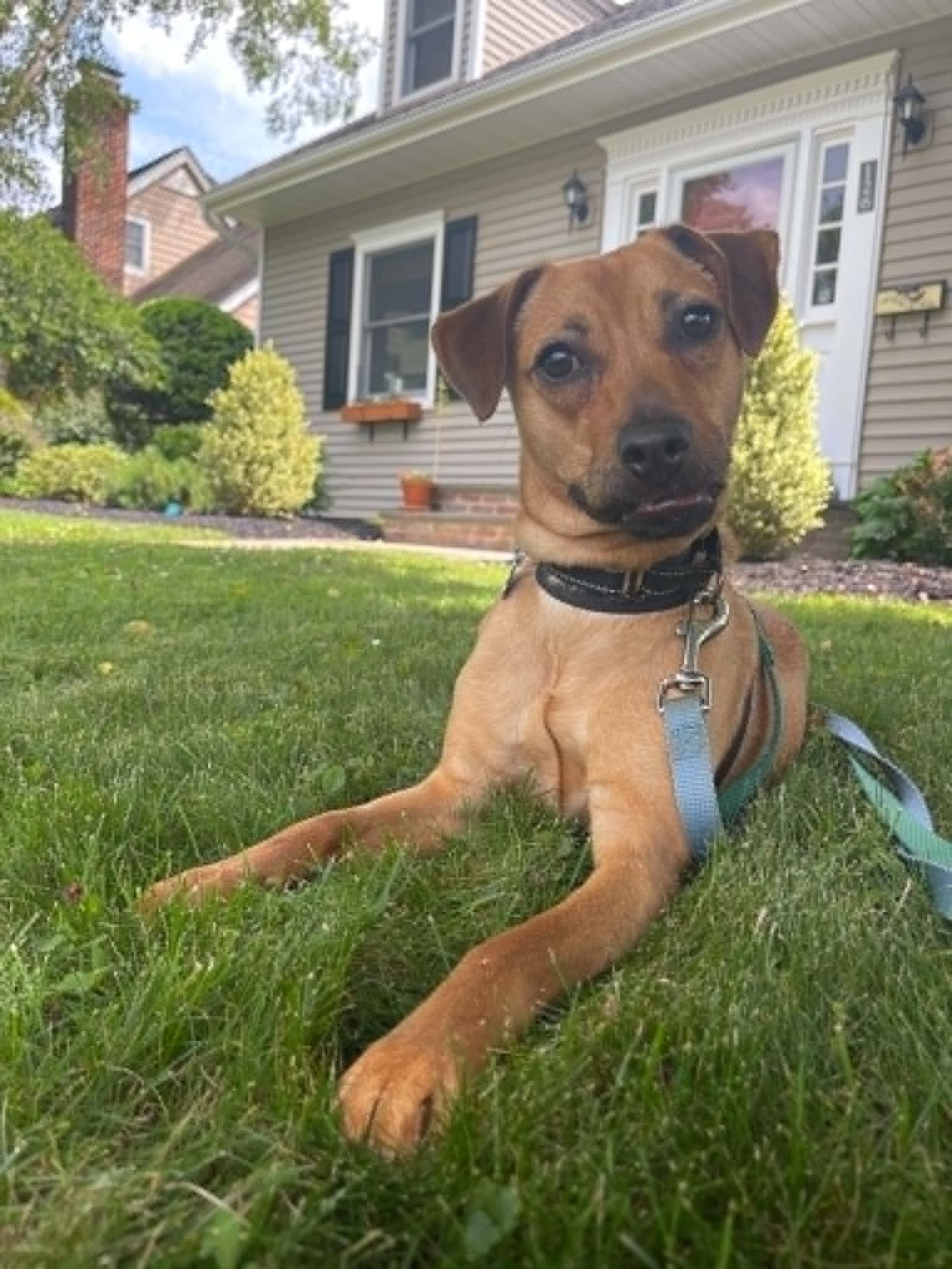 Enlarge Cafe, a Adoptable mixed breed in Warren, NJ image 6/6