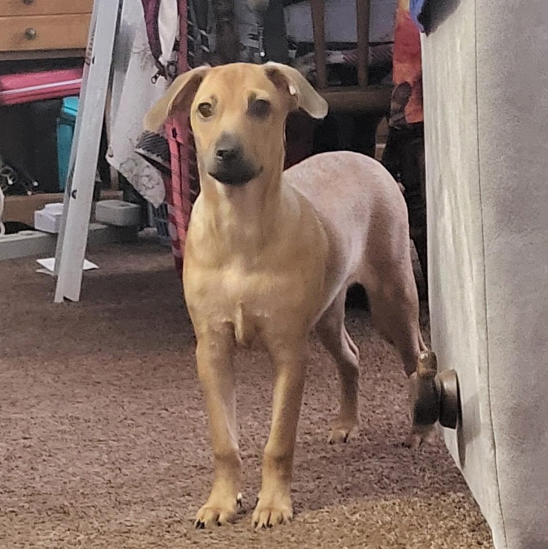 Enlarge Cafe, a Adoptable mixed breed in Warren, NJ image 4/5