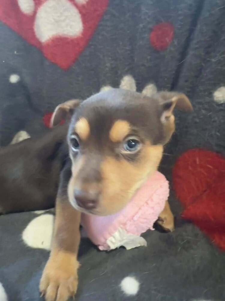 Enlarge Gervase, a Adoptable mixed breed in Waunakee, WI image 1/6