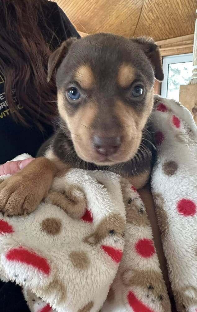 Enlarge Gervase, a Adoptable mixed breed in Waunakee, WI image 2/6