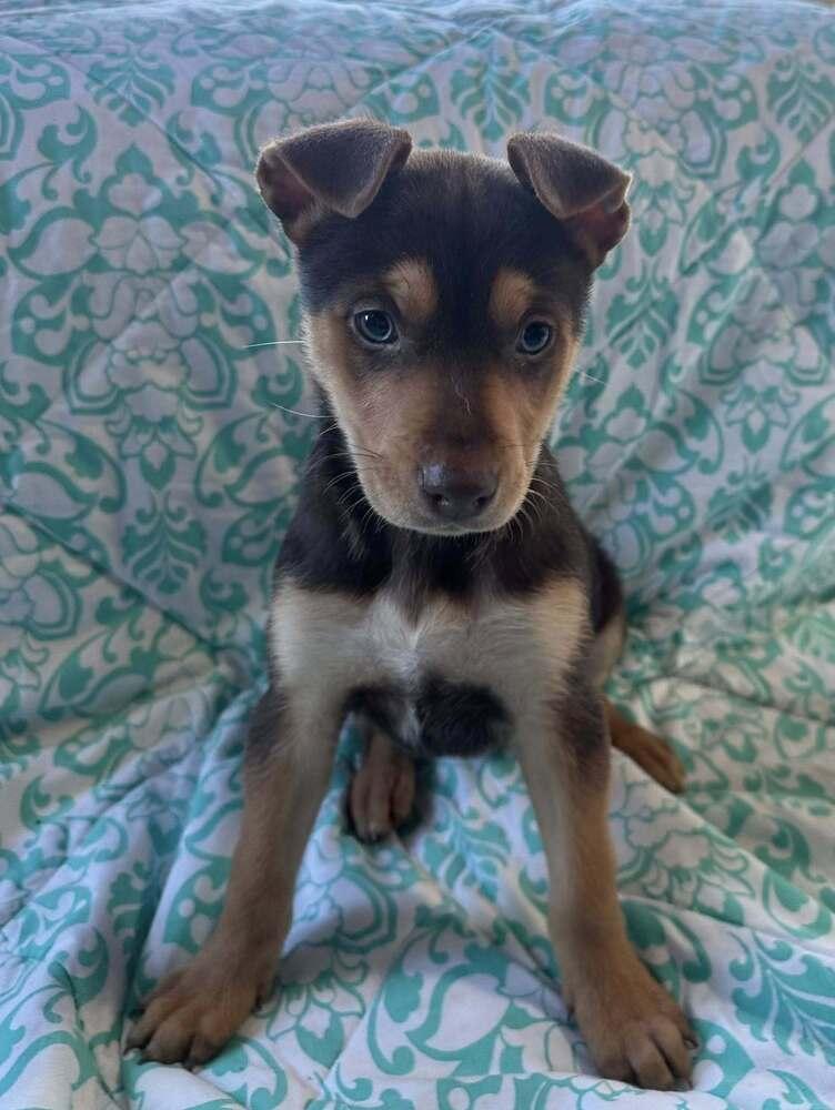 Enlarge Gervase, a Adoptable mixed breed in Waunakee, WI image 3/6