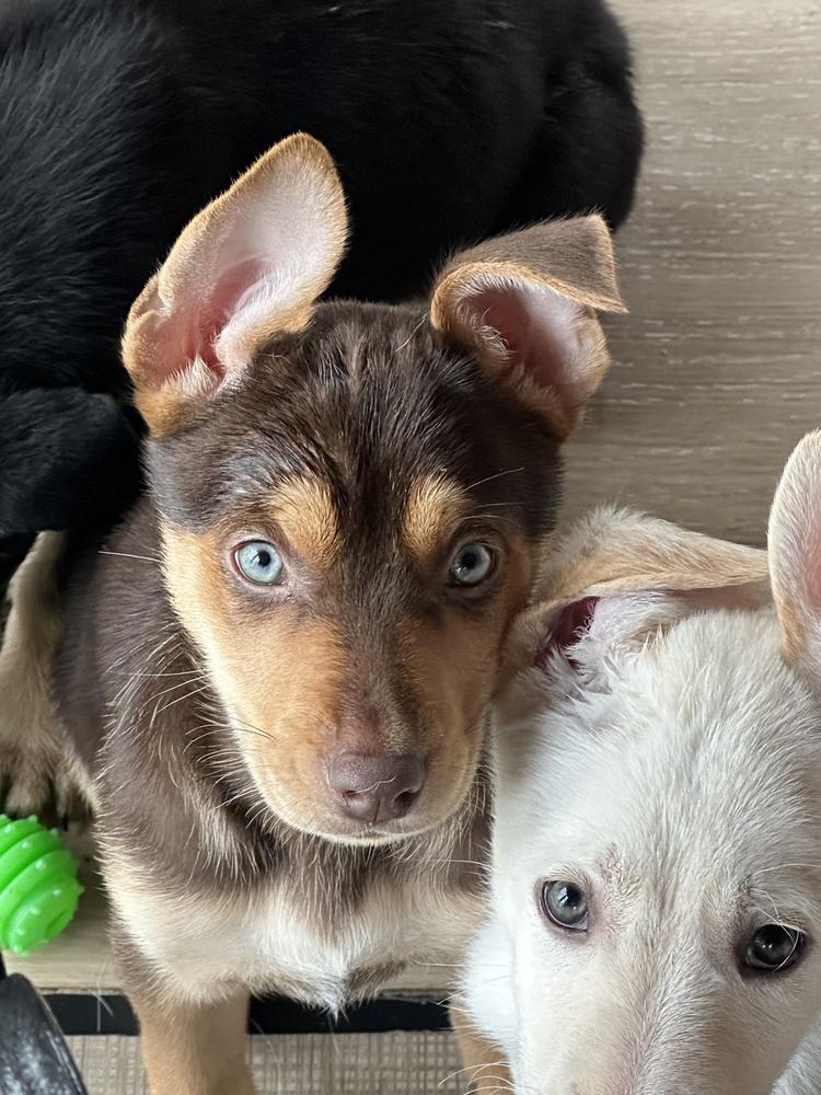 Enlarge Gervase, a Adoptable mixed breed in Waunakee, WI image 4/6