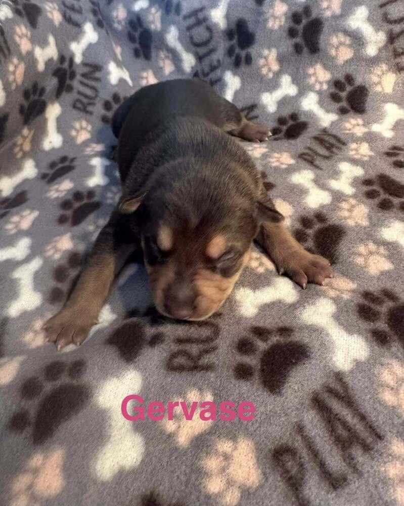 Enlarge Gervase, a Adoptable mixed breed in Waunakee, WI image 5/6