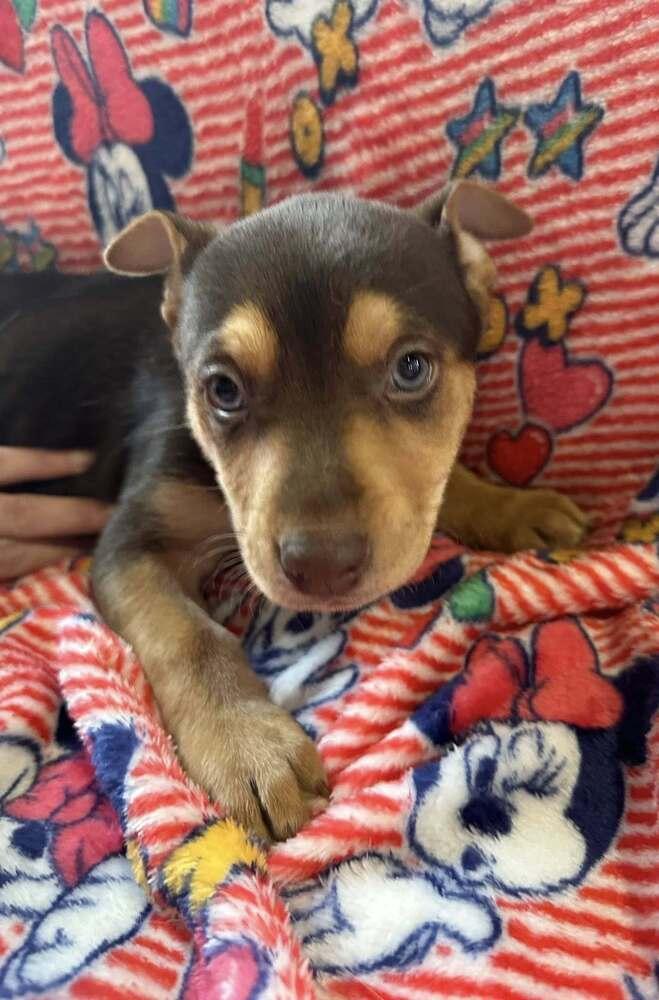 Enlarge Gervase, a Adoptable mixed breed in Waunakee, WI image 6/6