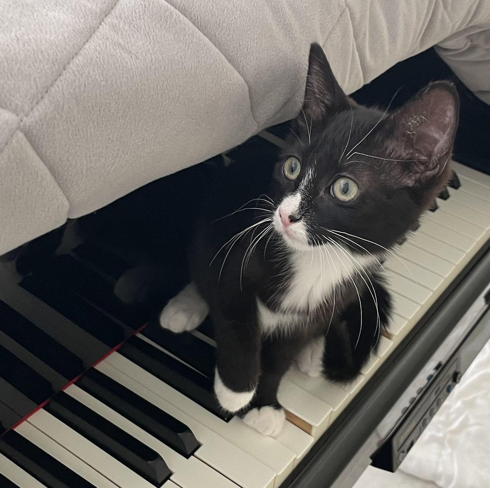 Enlarge Mopsy, a Adopted Domestic Short Hair in Seal Beach, CA image 1/3