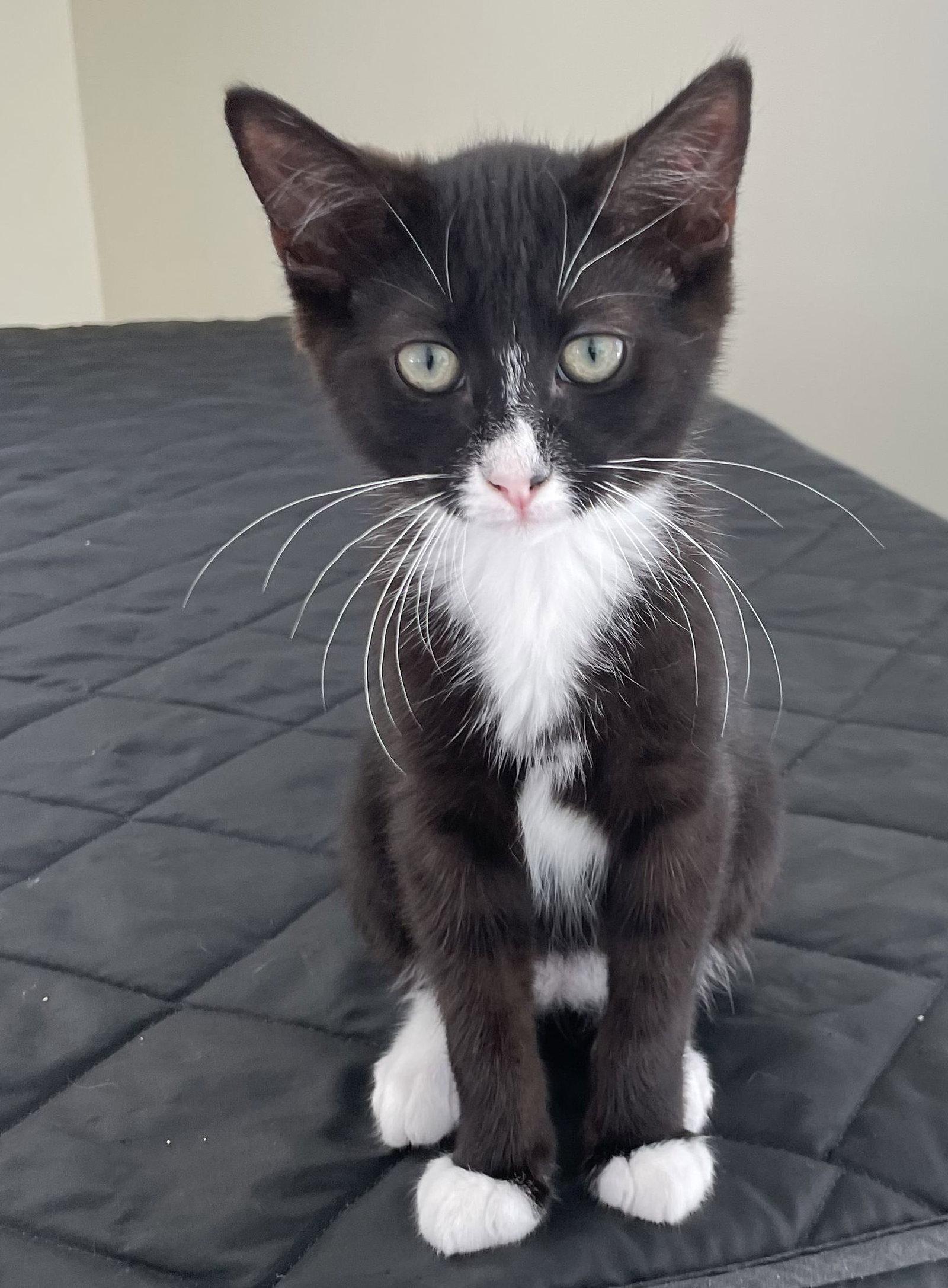 Enlarge Mopsy, a Adopted Domestic Short Hair in Seal Beach, CA image 2/3
