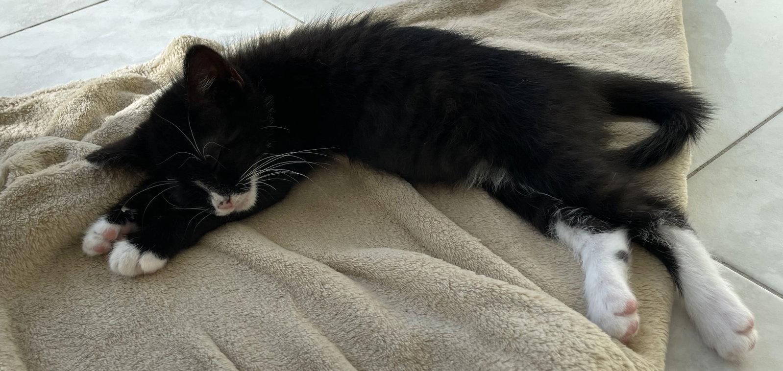 Enlarge Mopsy, a Adopted Domestic Short Hair in Seal Beach, CA image 3/3