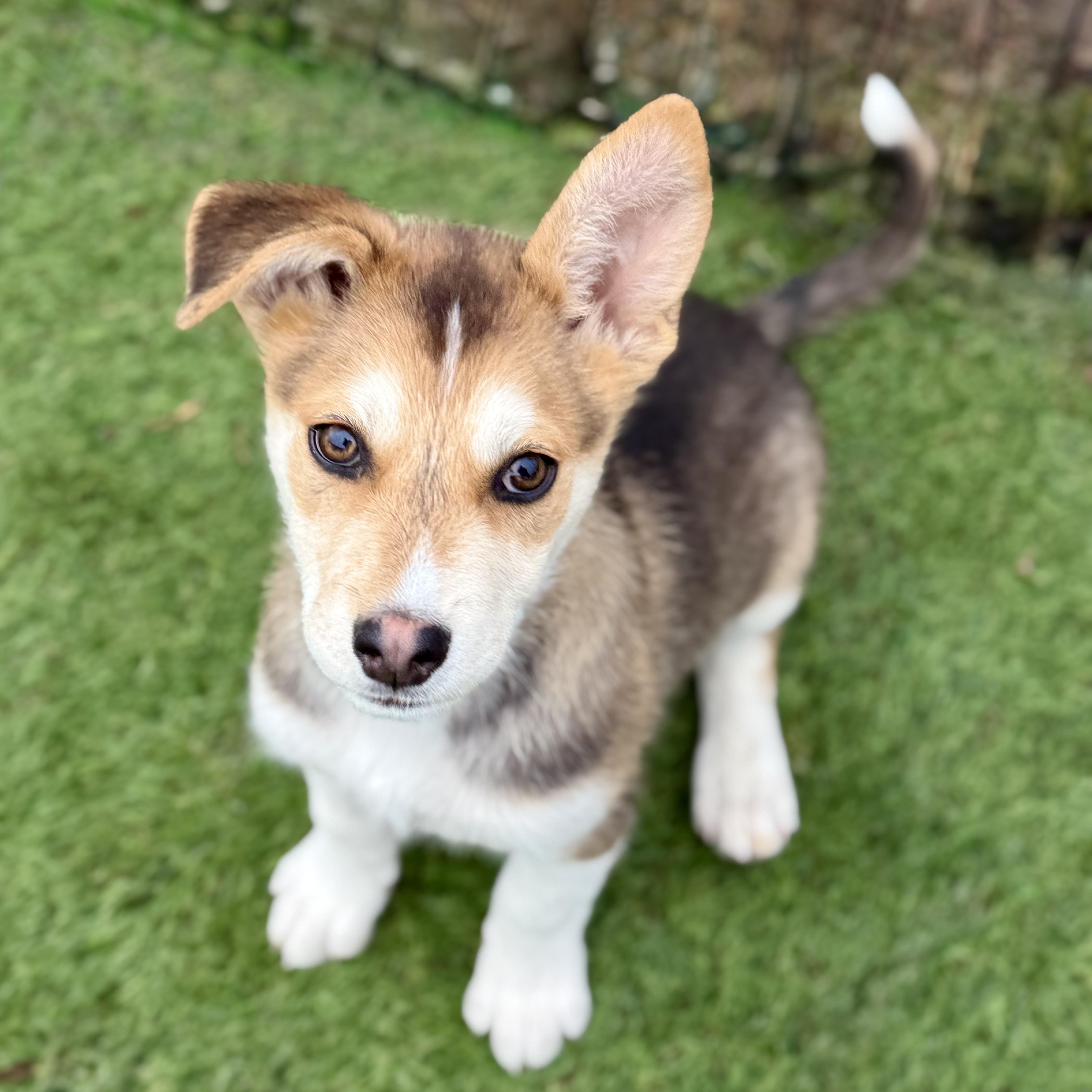 Juneau, Adoptable, Puppy Male Siberian Husky.
