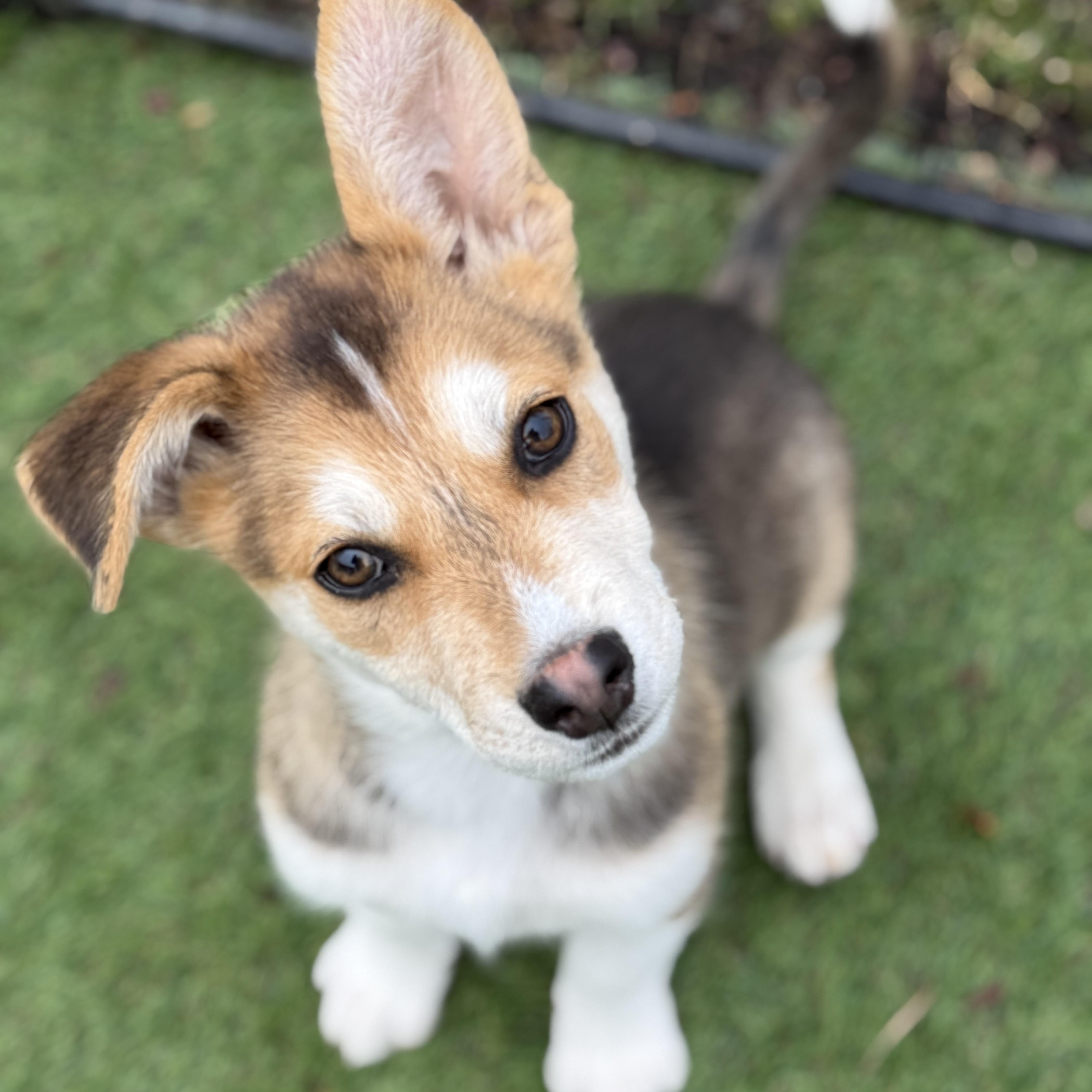 Enlarge Juneau, a Adoptable mixed breed in Glenolden, PA image 3/6
