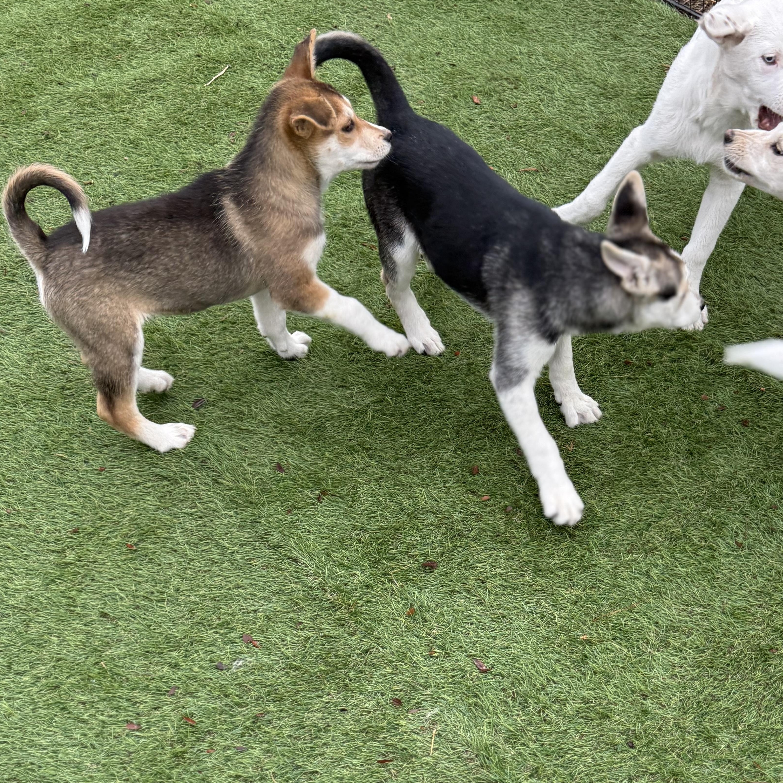 Enlarge Juneau, a Adoptable mixed breed in Glenolden, PA image 4/6