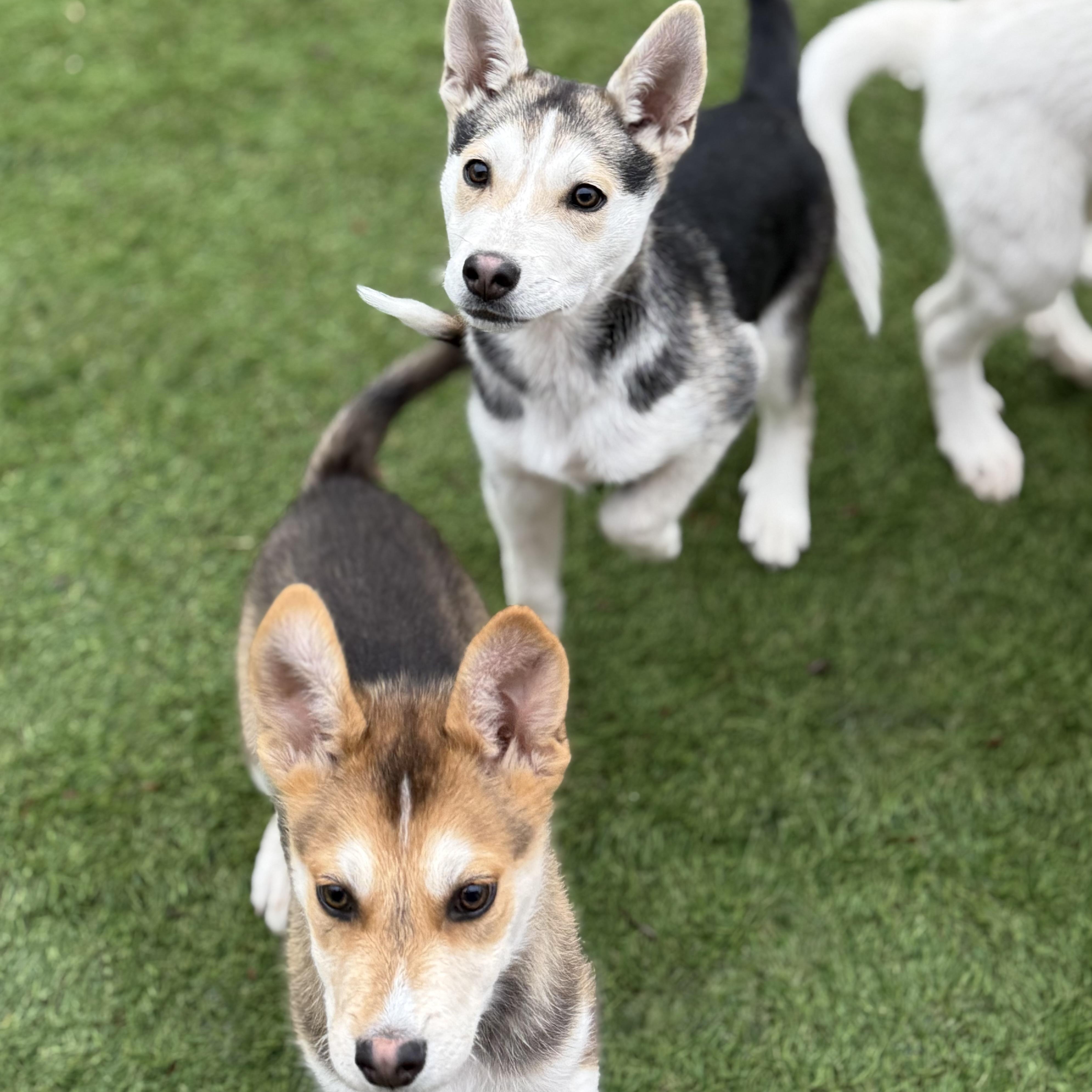 Enlarge Juneau, a Adoptable mixed breed in Glenolden, PA image 5/6