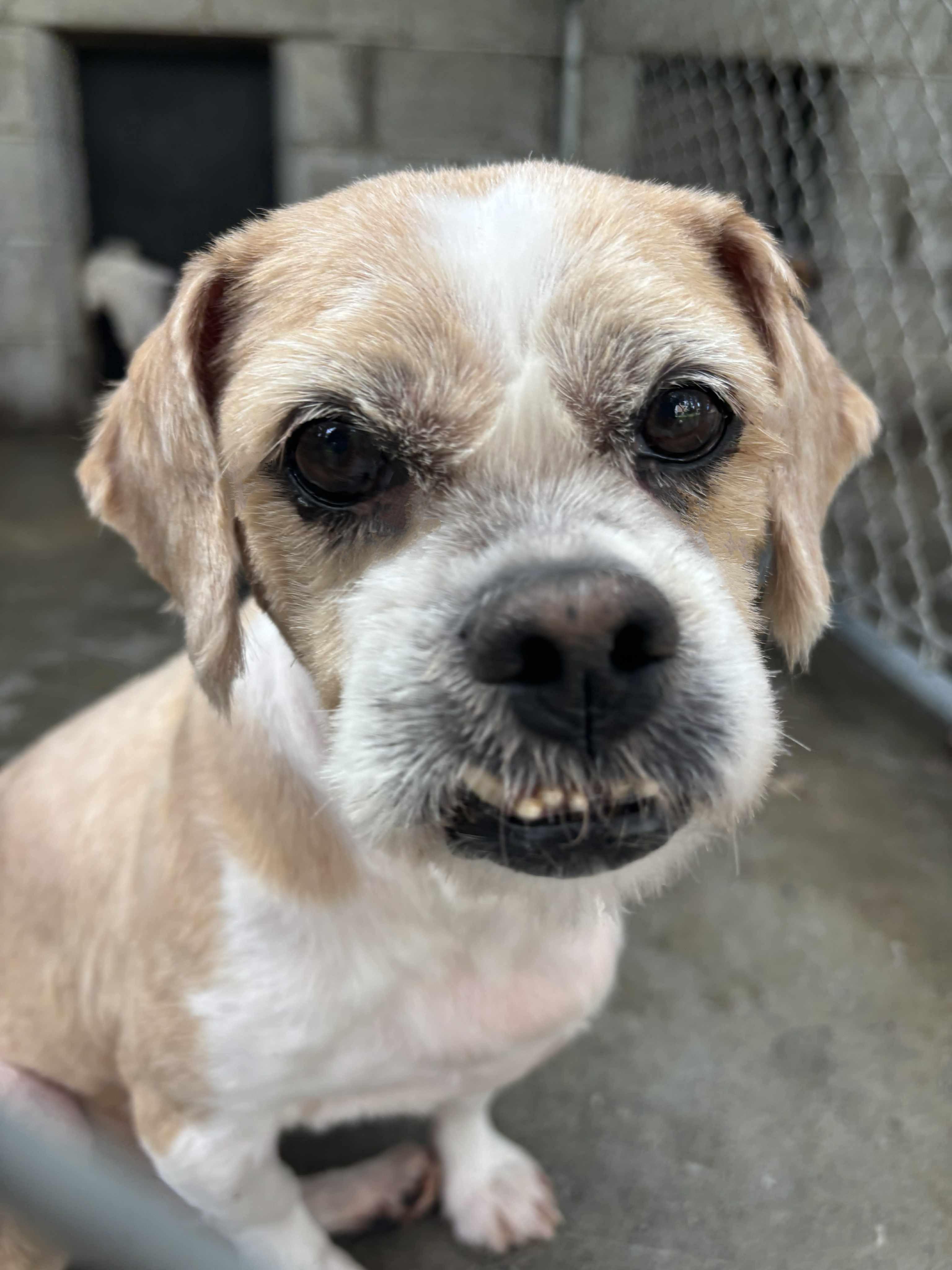 Enlarge Drew, an adoptable mixed breed in New Windsor, NY image 1/2