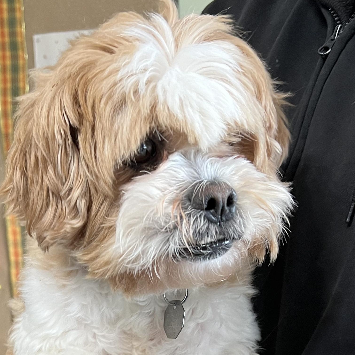 Enlarge Drew, an adoptable mixed breed in New Windsor, NY image 2/2