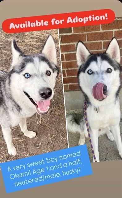 OKAMI, Adoptable, Young Male Siberian Husky.