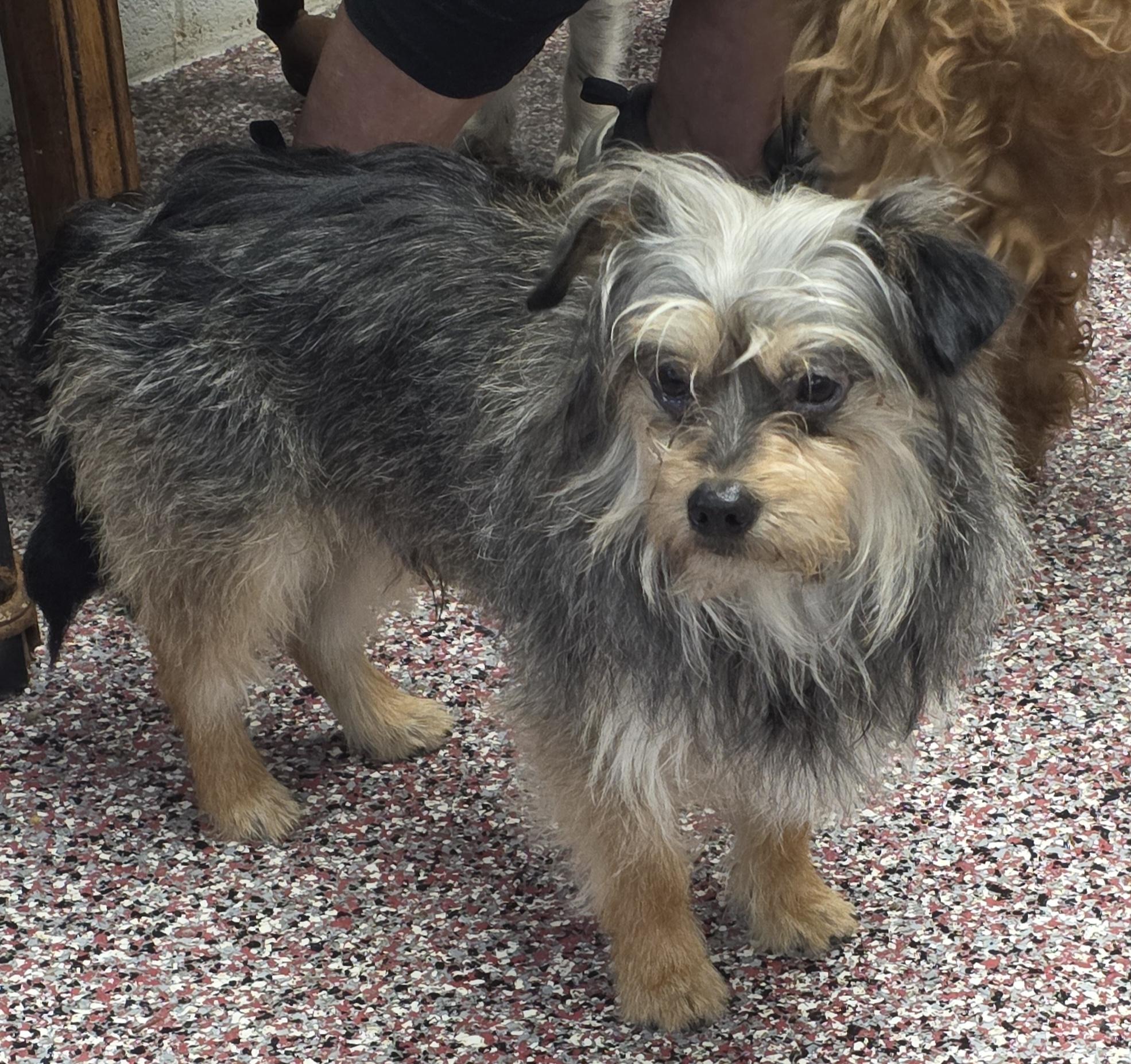 Jasper, a ADOPTABLE mixed breed in Wheelersburg, OH image 1/3