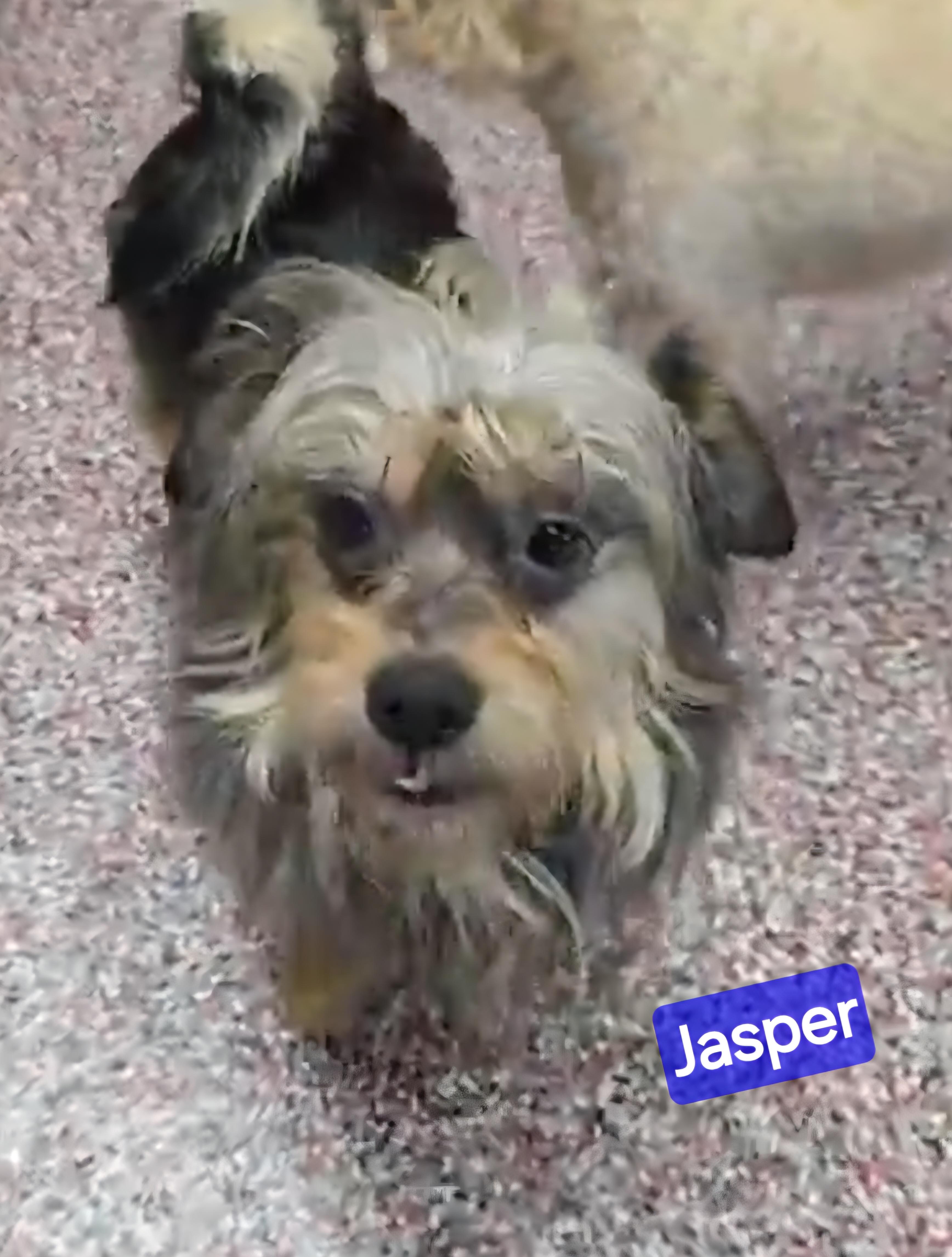 Jasper, a ADOPTABLE mixed breed in Wheelersburg, OH image 2/3