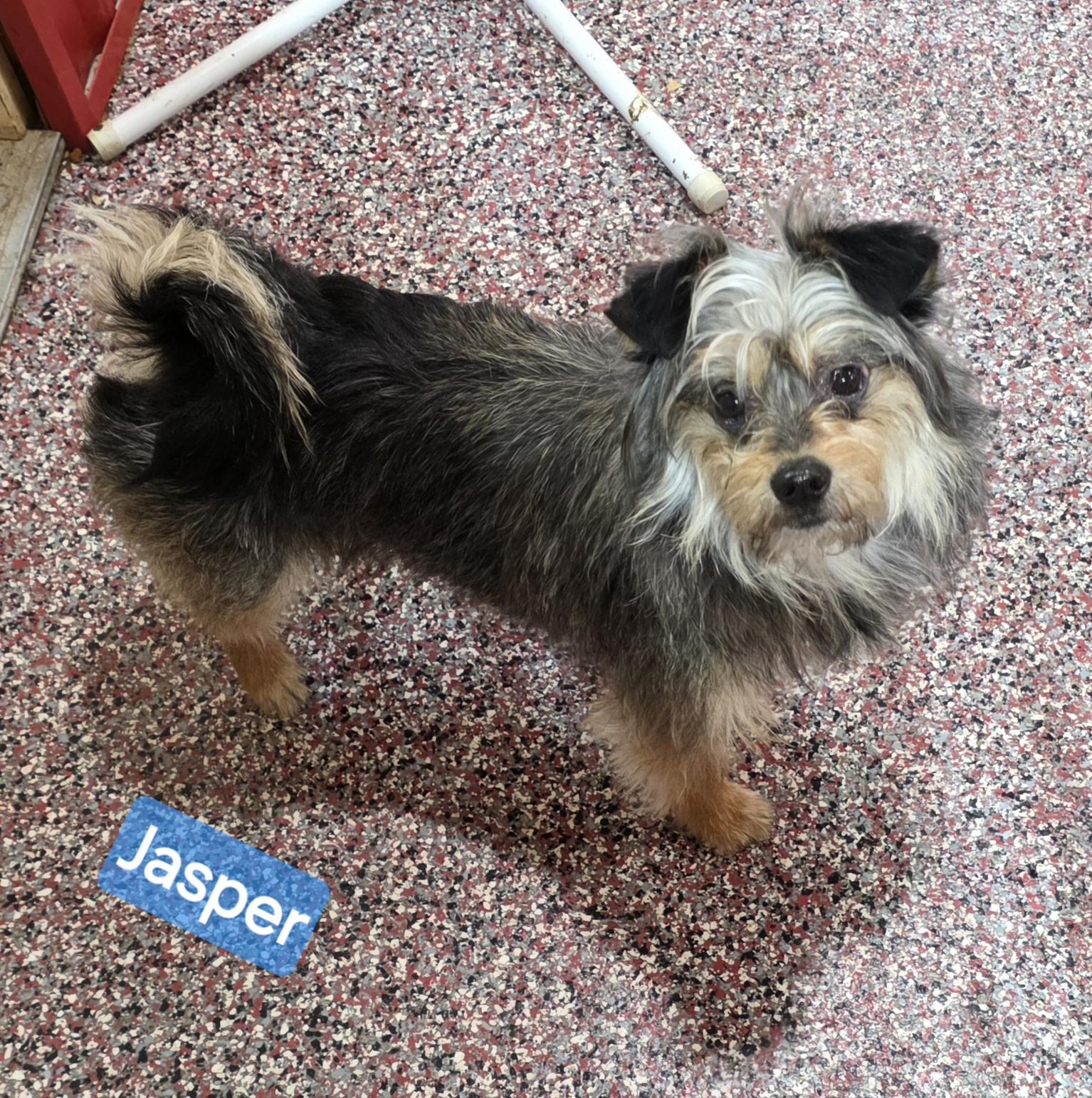 Jasper, a ADOPTABLE mixed breed in Wheelersburg, OH image 3/3