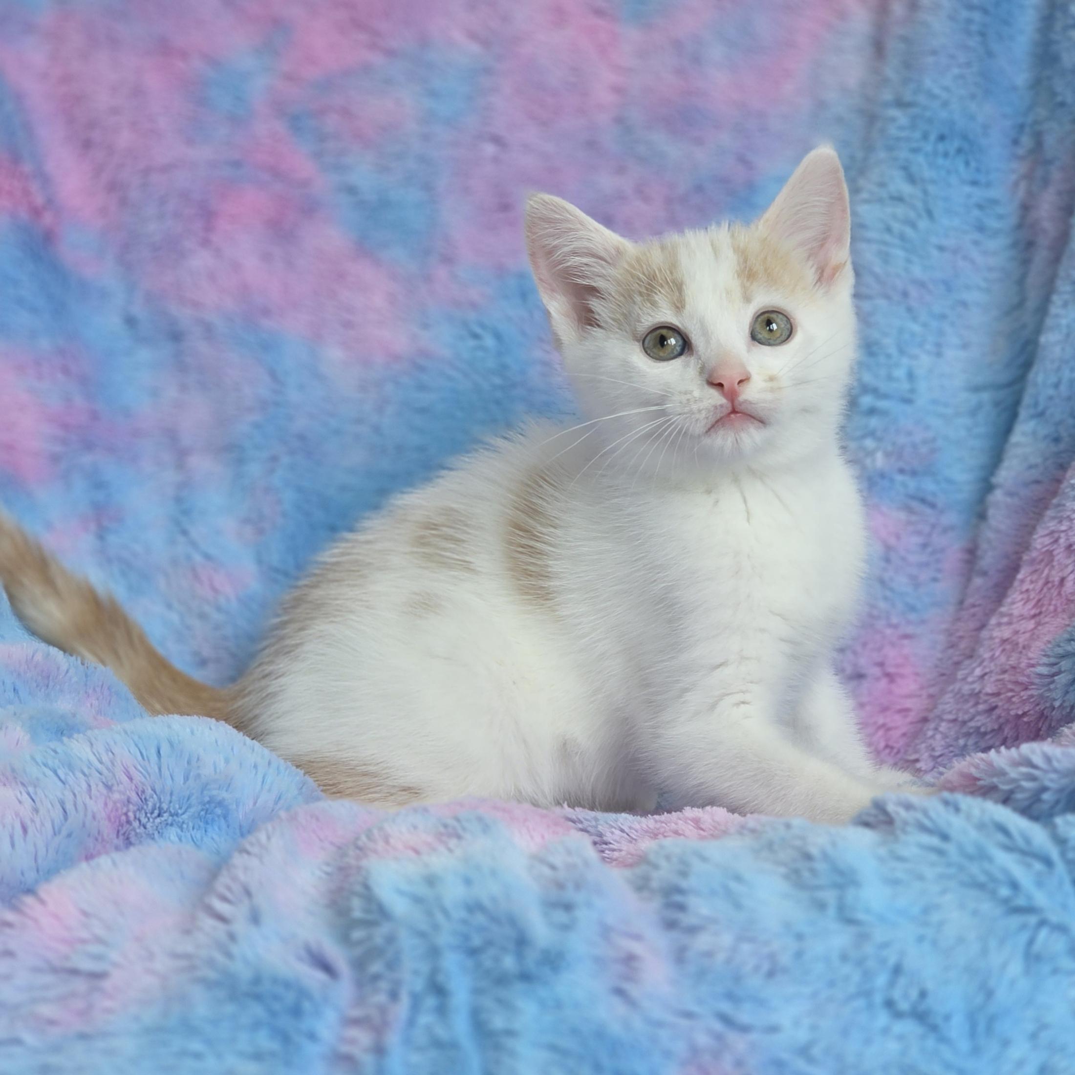 Enlarge Ditto, a Adoptable mixed breed in Atlanta, GA image 1/6