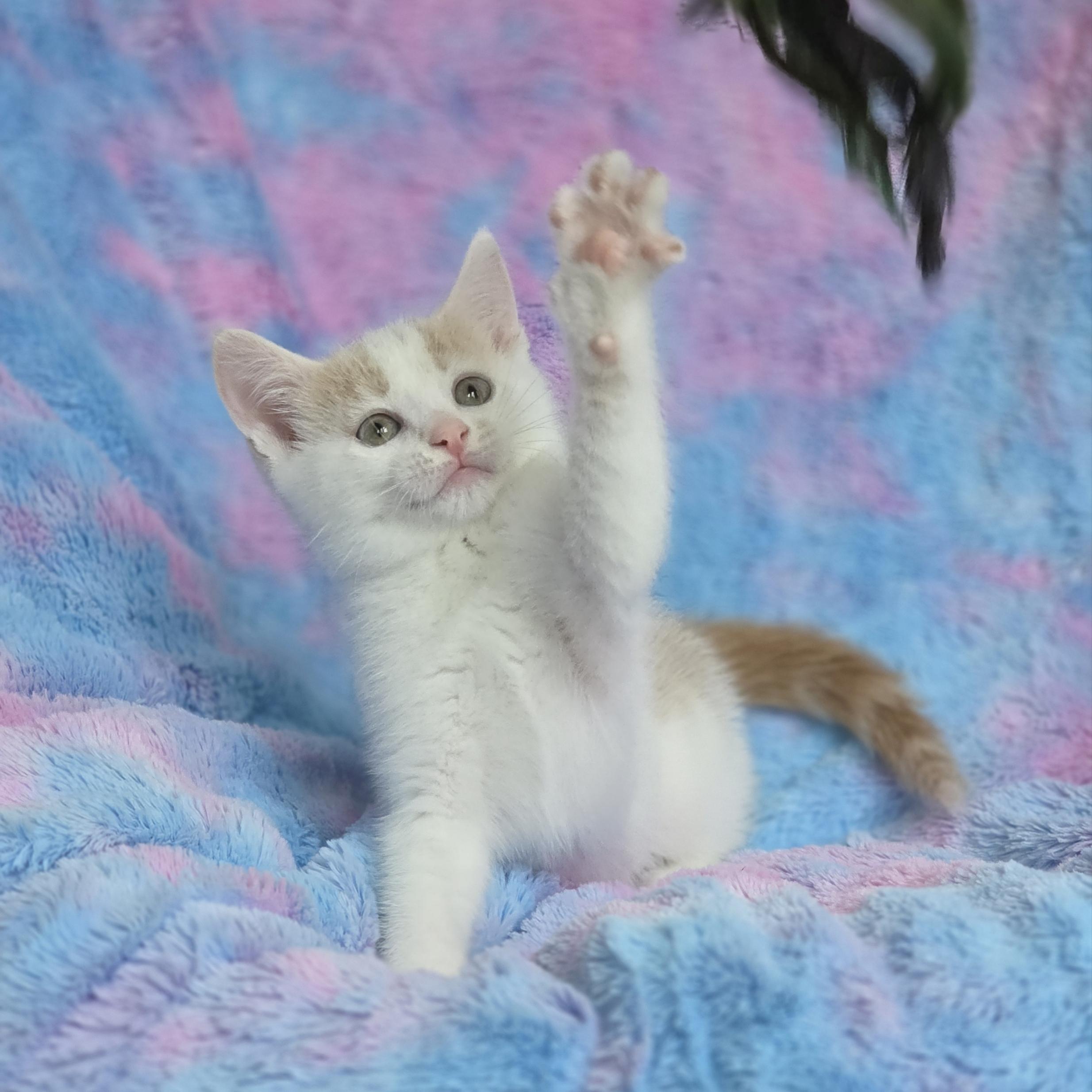 Enlarge Ditto, a Adoptable mixed breed in Atlanta, GA image 3/6