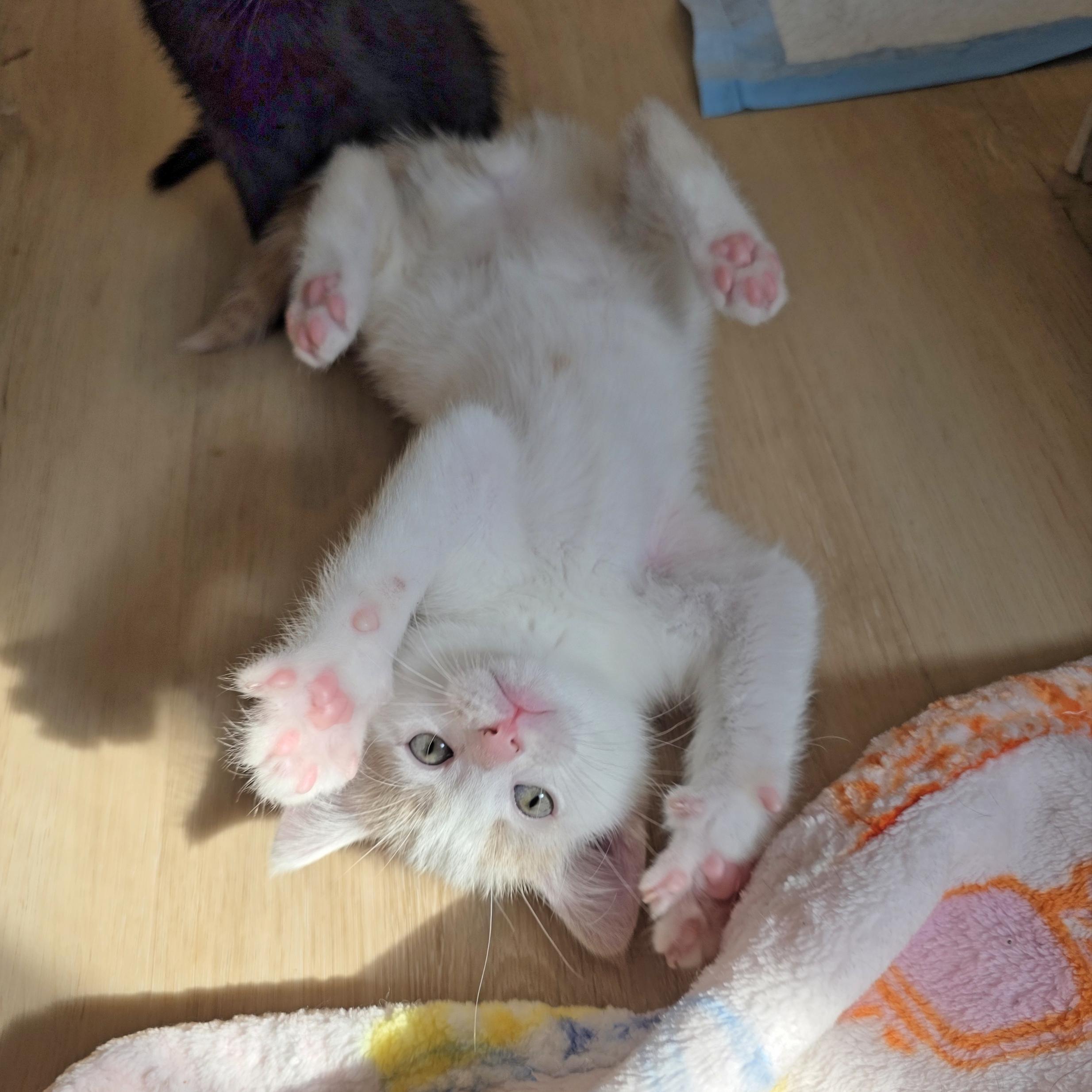 Enlarge Ditto, a Adoptable mixed breed in Atlanta, GA image 5/6