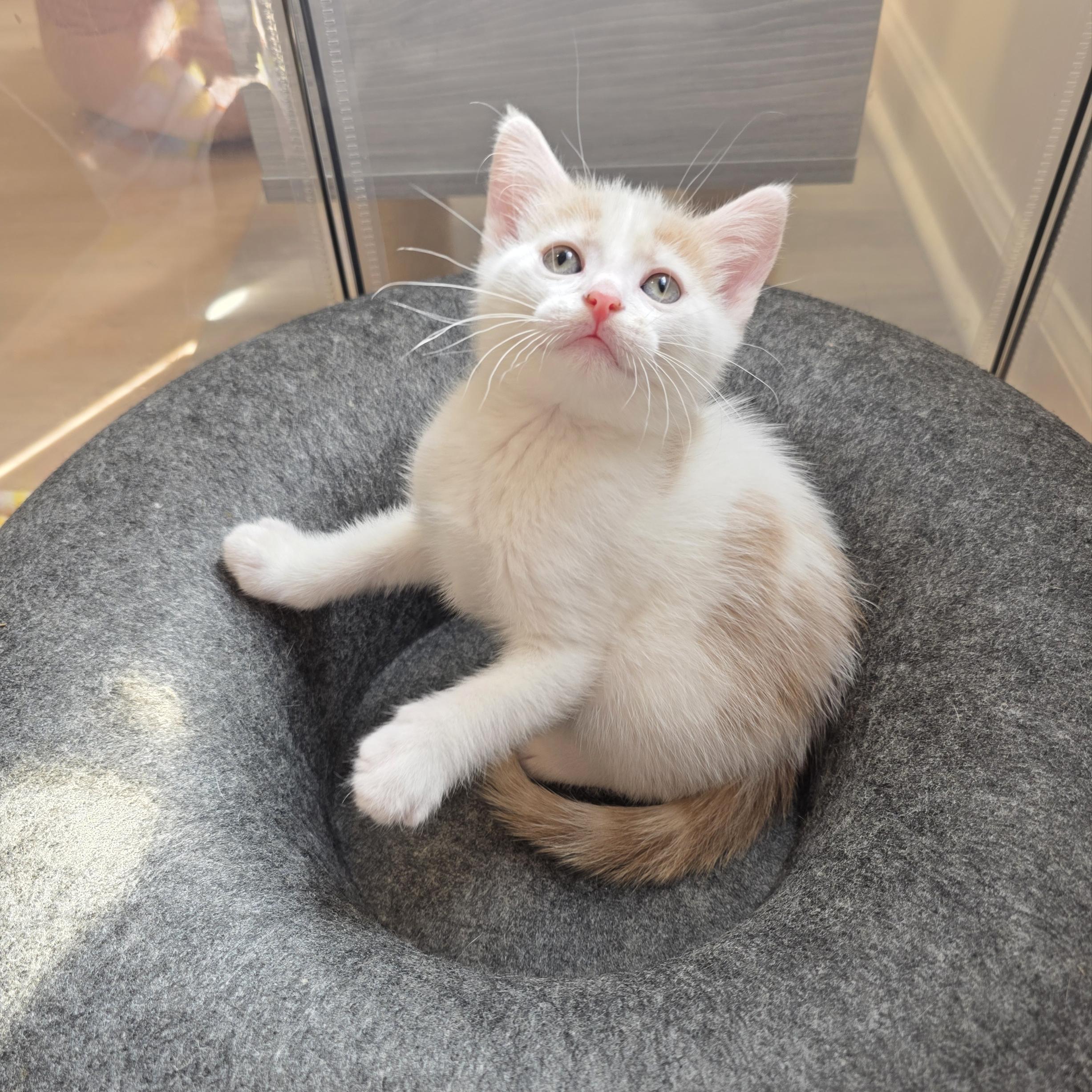 Enlarge Ditto, a Adoptable mixed breed in Atlanta, GA image 4/6