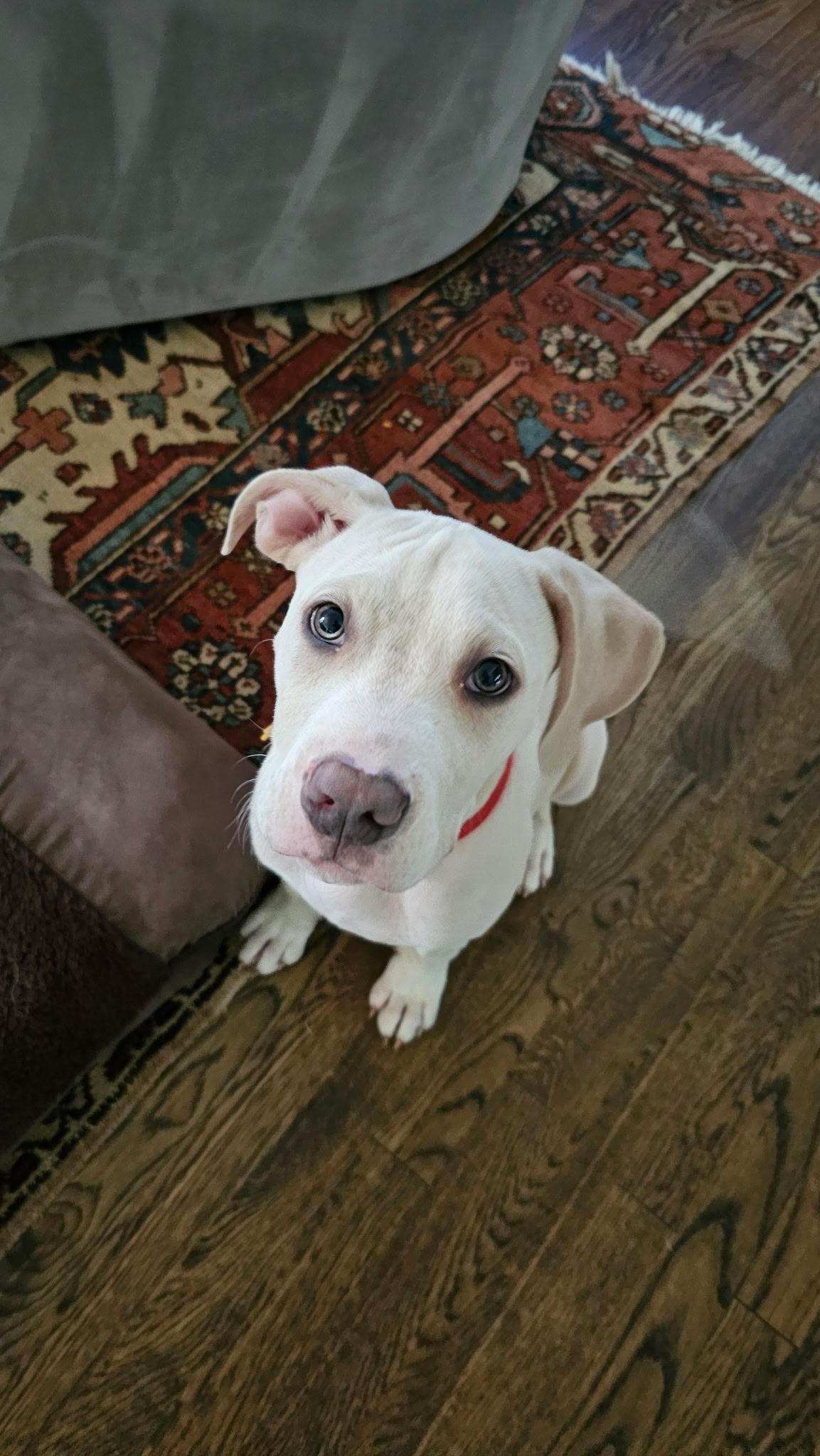 Enlarge Wrigley, an adopted mixed breed in Brentwood , TN image 5/6