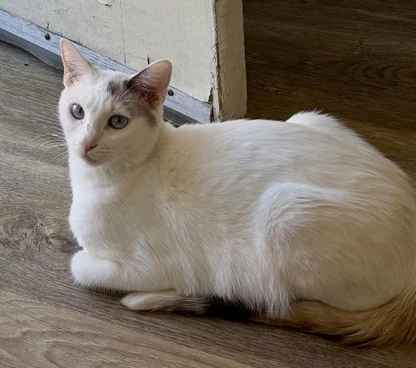 Hopper, a Adoptable Domestic Short Hair in San Juan Capistrano, CA image 3/5