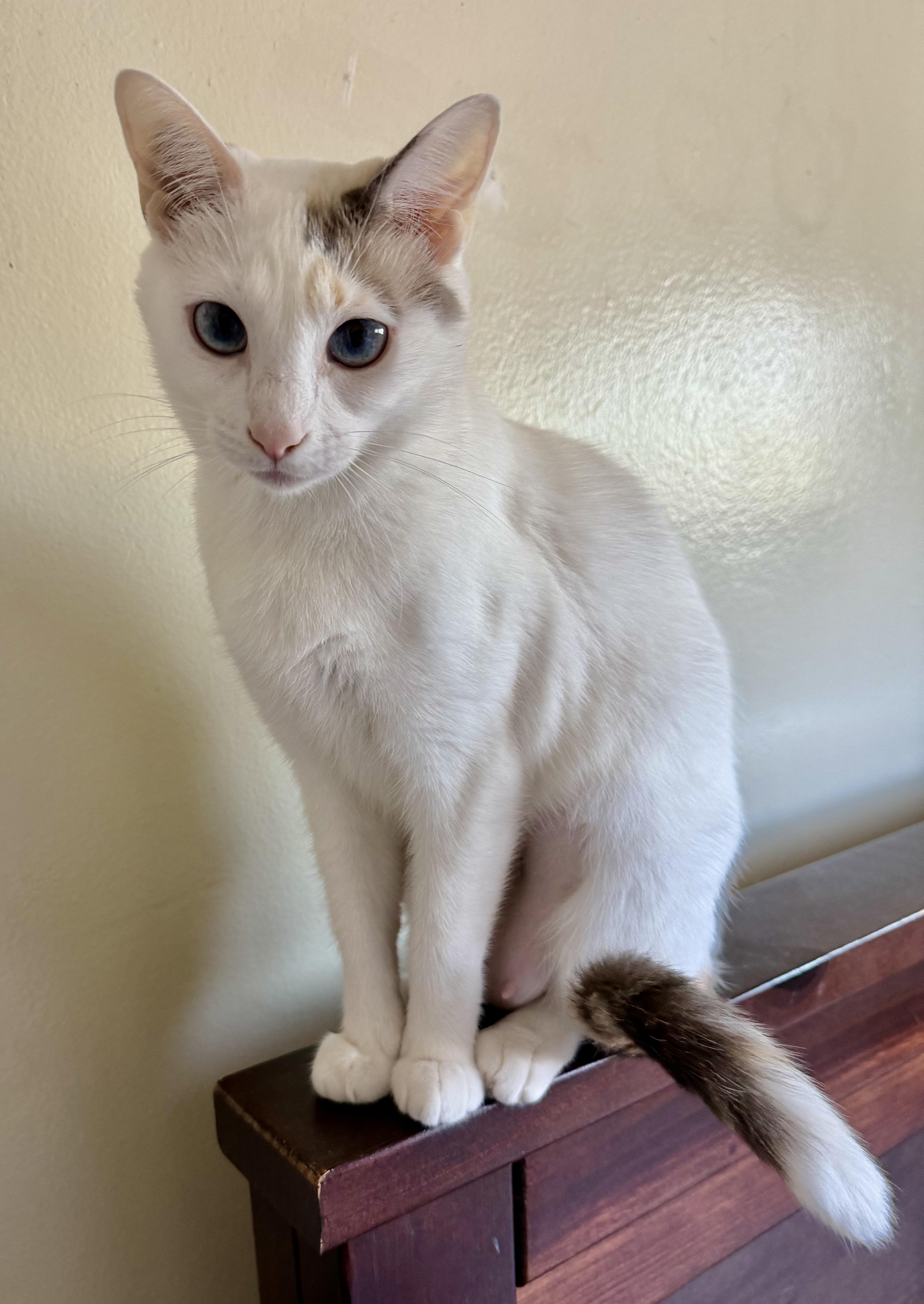 Hopper, a Adoptable Domestic Short Hair in San Juan Capistrano, CA image 4/5