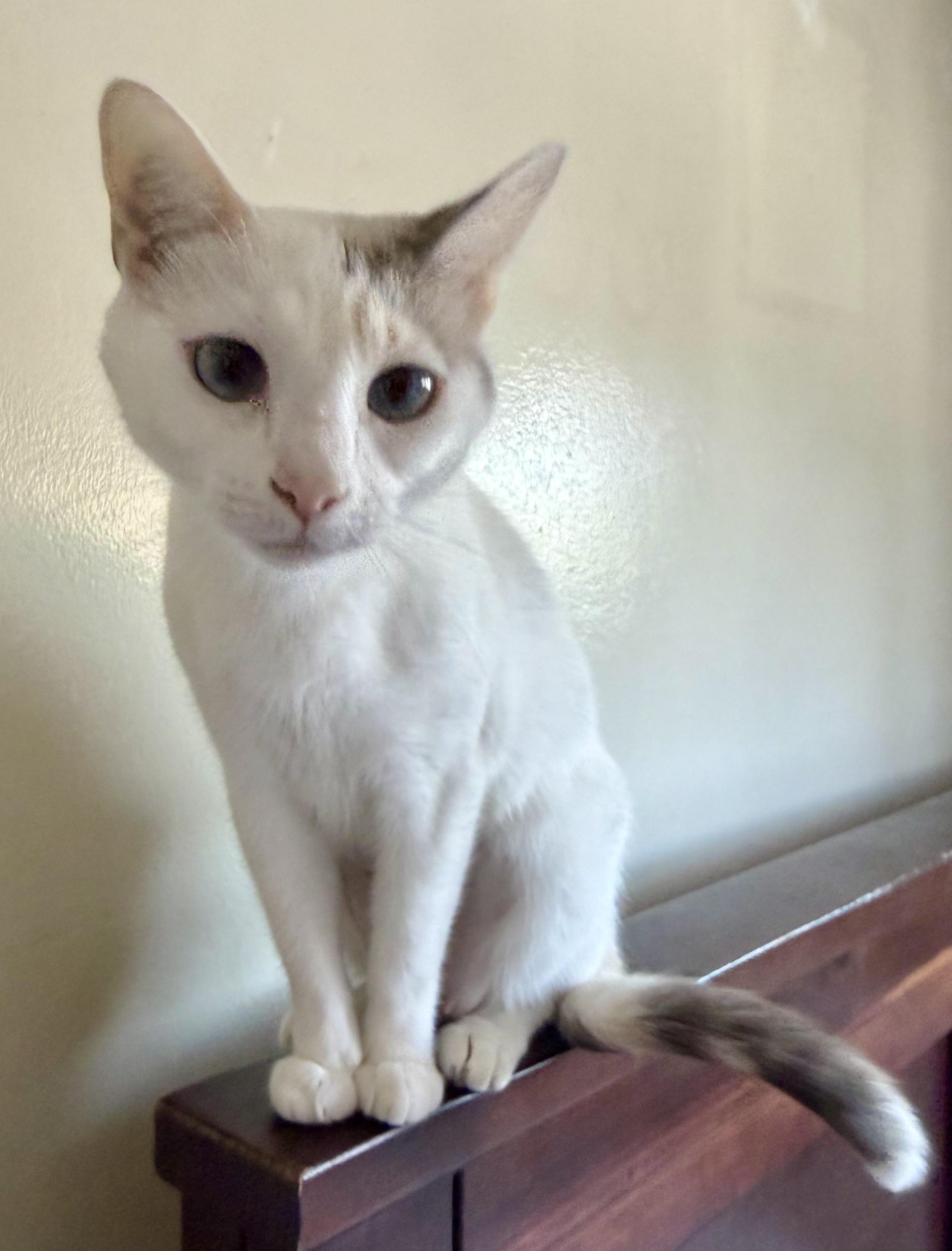 Hopper, a Adoptable Domestic Short Hair in San Juan Capistrano, CA image 2/5