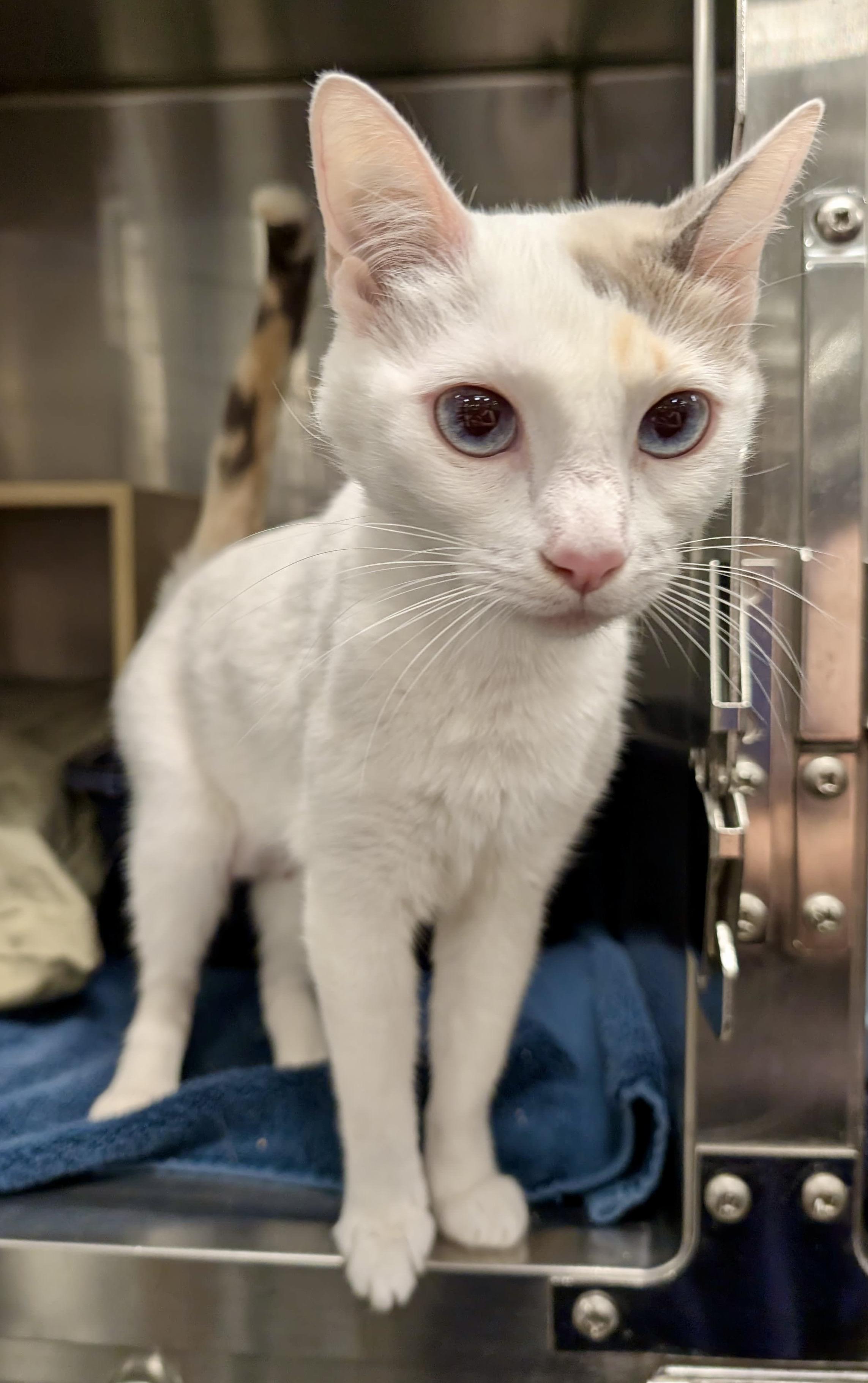Hopper, Adoptable, Adult Female Domestic Short Hair.