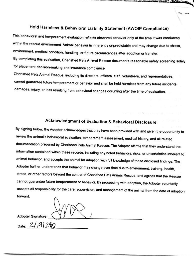 Enlarge Squirtle, a Adopted Labrador Retriever in Fort Stockton, TX image 2/3