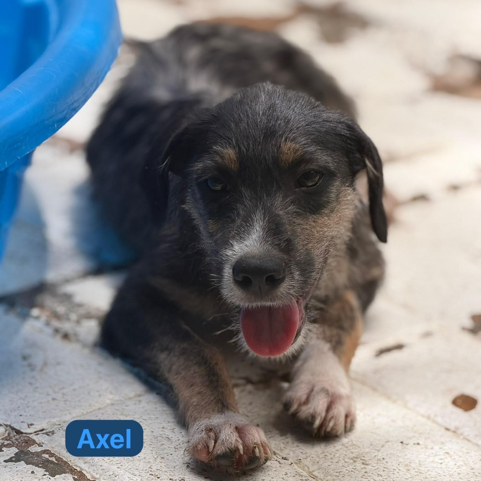 Axel, a ADOPTABLE mixed breed in New York, NY image 2/4