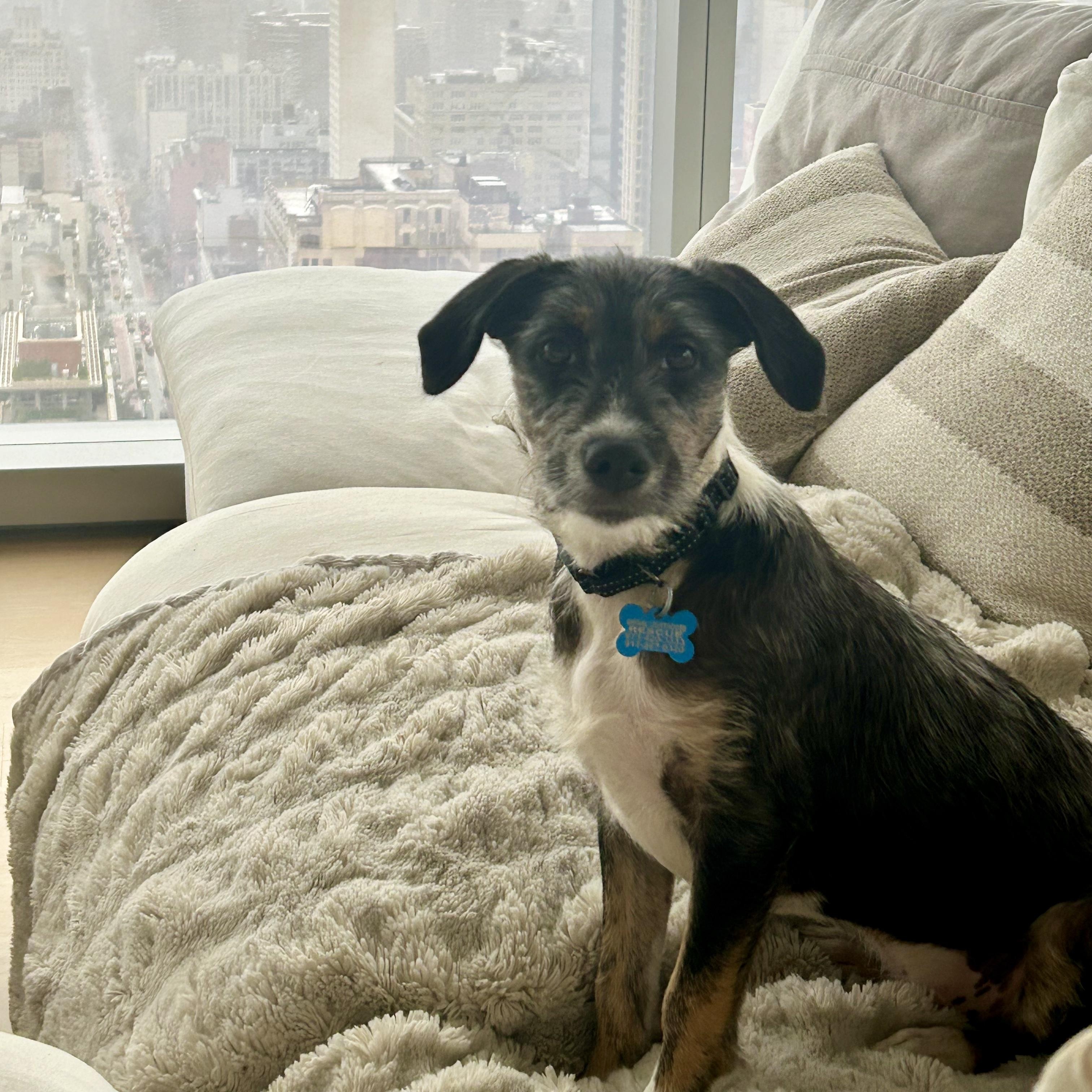 Enlarge Axel, a Adoptable mixed breed in New York, NY image 1/6