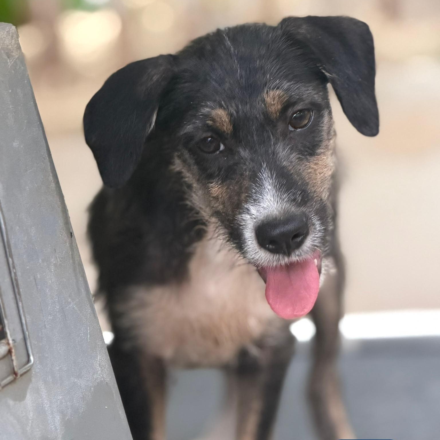 Axel, a ADOPTABLE mixed breed in New York, NY image 3/4