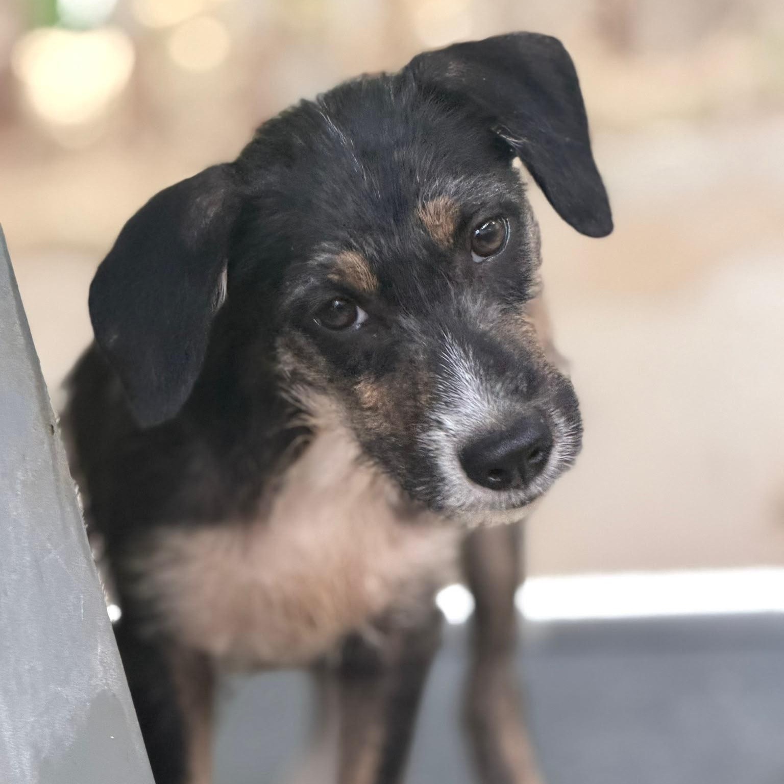 Axel, ADOPTABLE, Young Male Labrador Retriever.