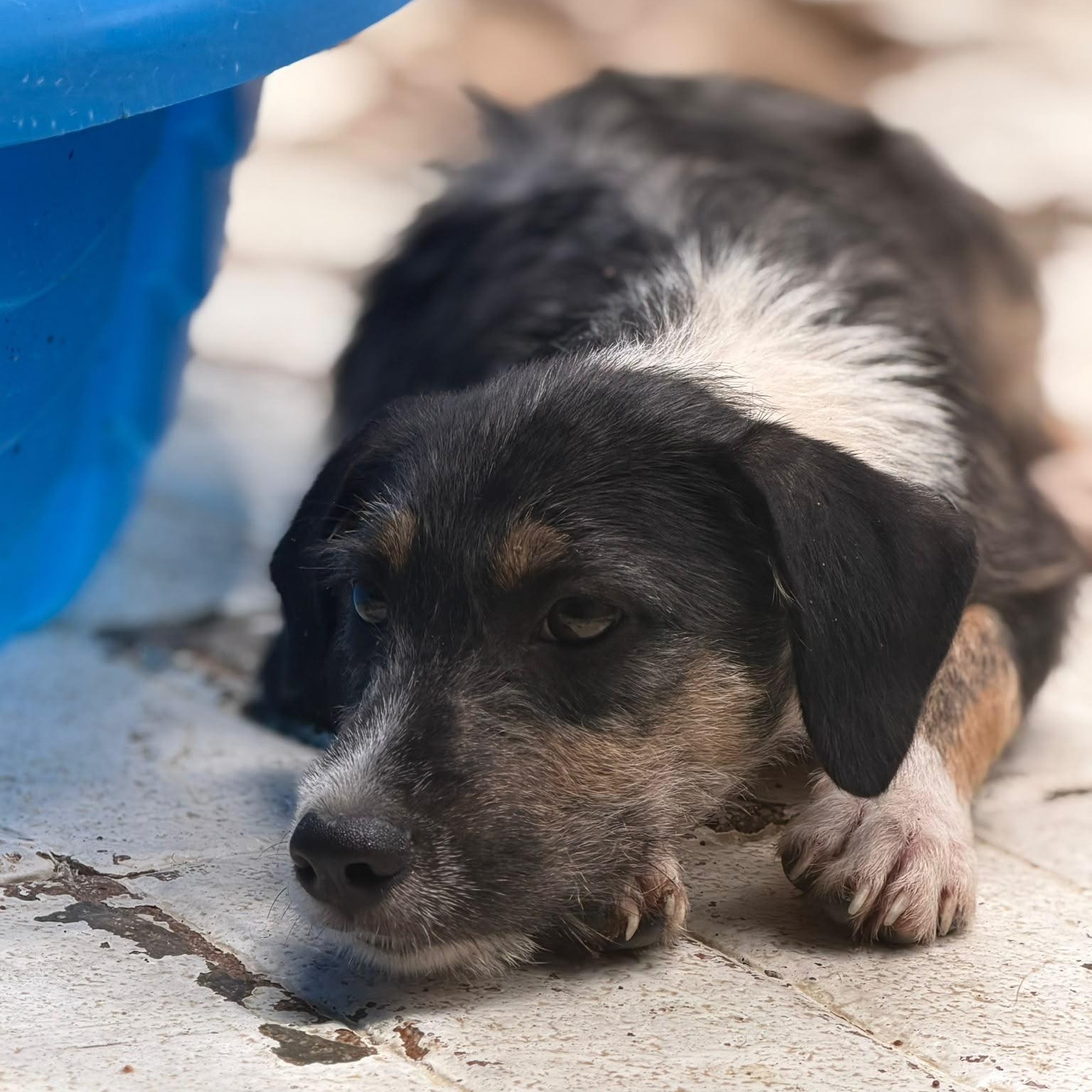 Axel, a ADOPTABLE mixed breed in New York, NY image 4/4