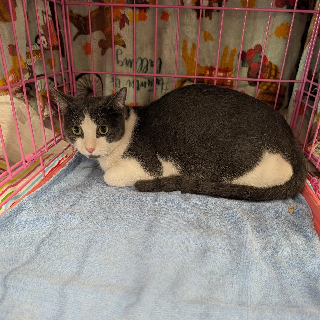 Bimbo, Adoptable, Adult Female Domestic Short Hair.