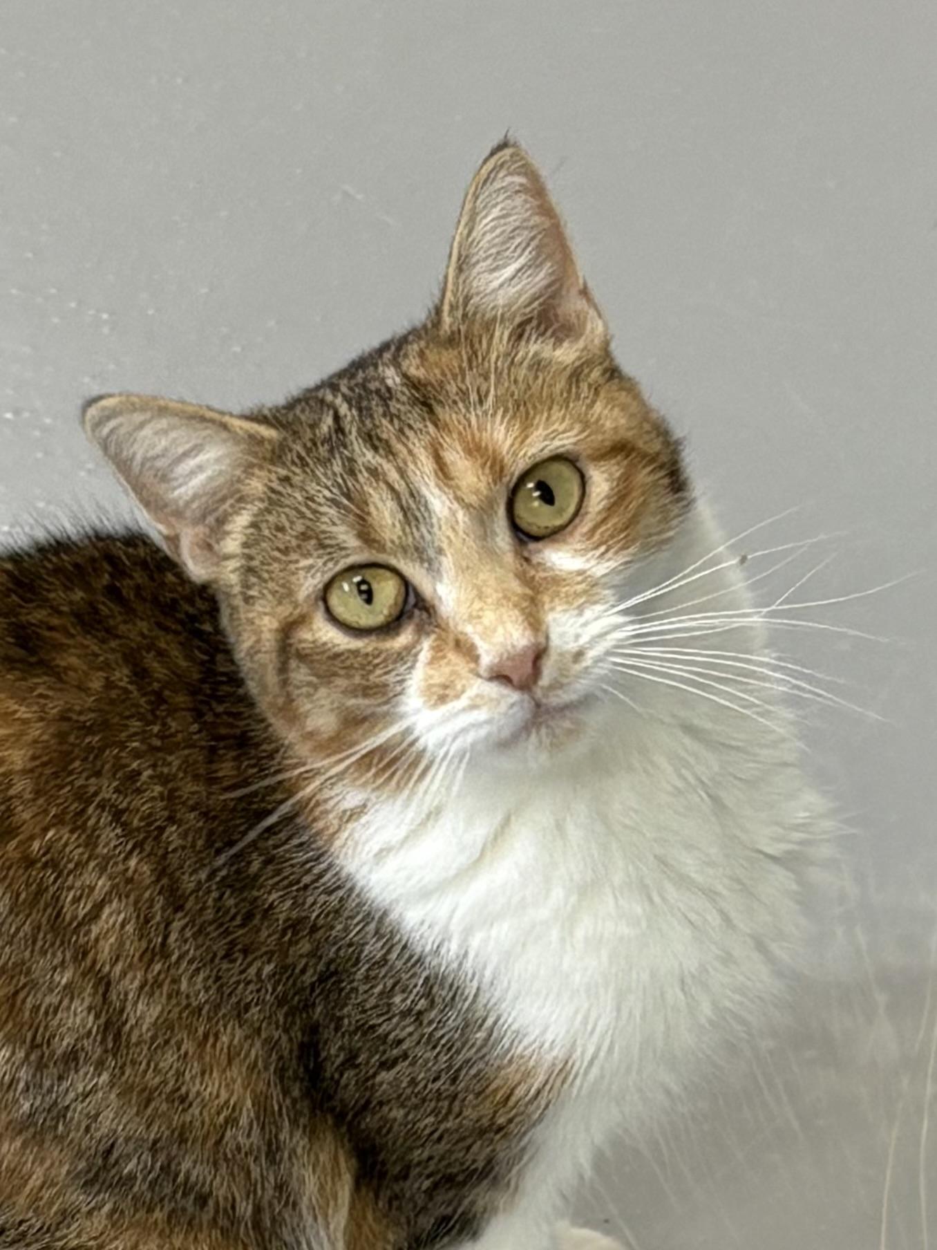 Cecilia, ADOPTABLE, Adult Female American Shorthair.