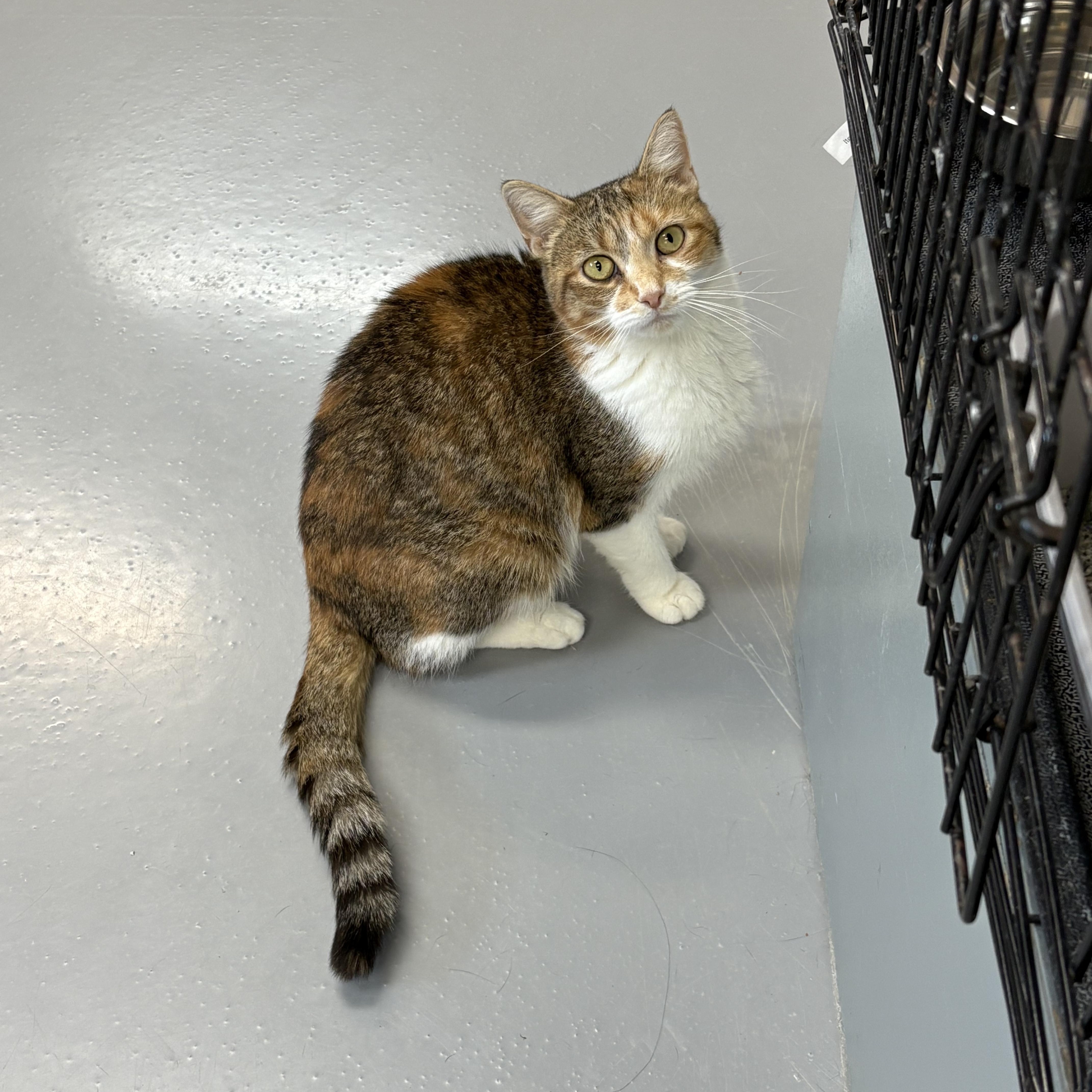 Enlarge Cecilia, a ADOPTABLE American Shorthair in Big Rapids, MI image 2/3