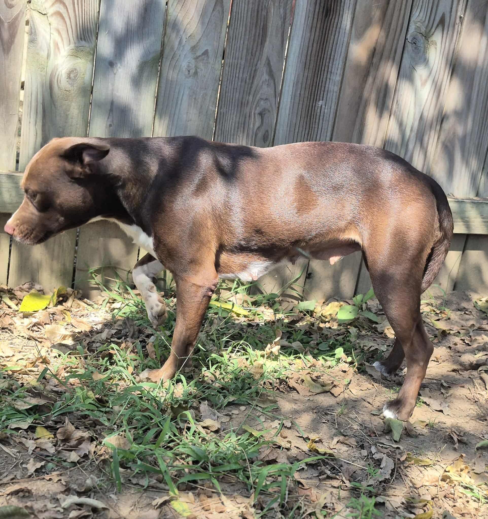 Chili, Adoptable, Adult Female Pit Bull Terrier.