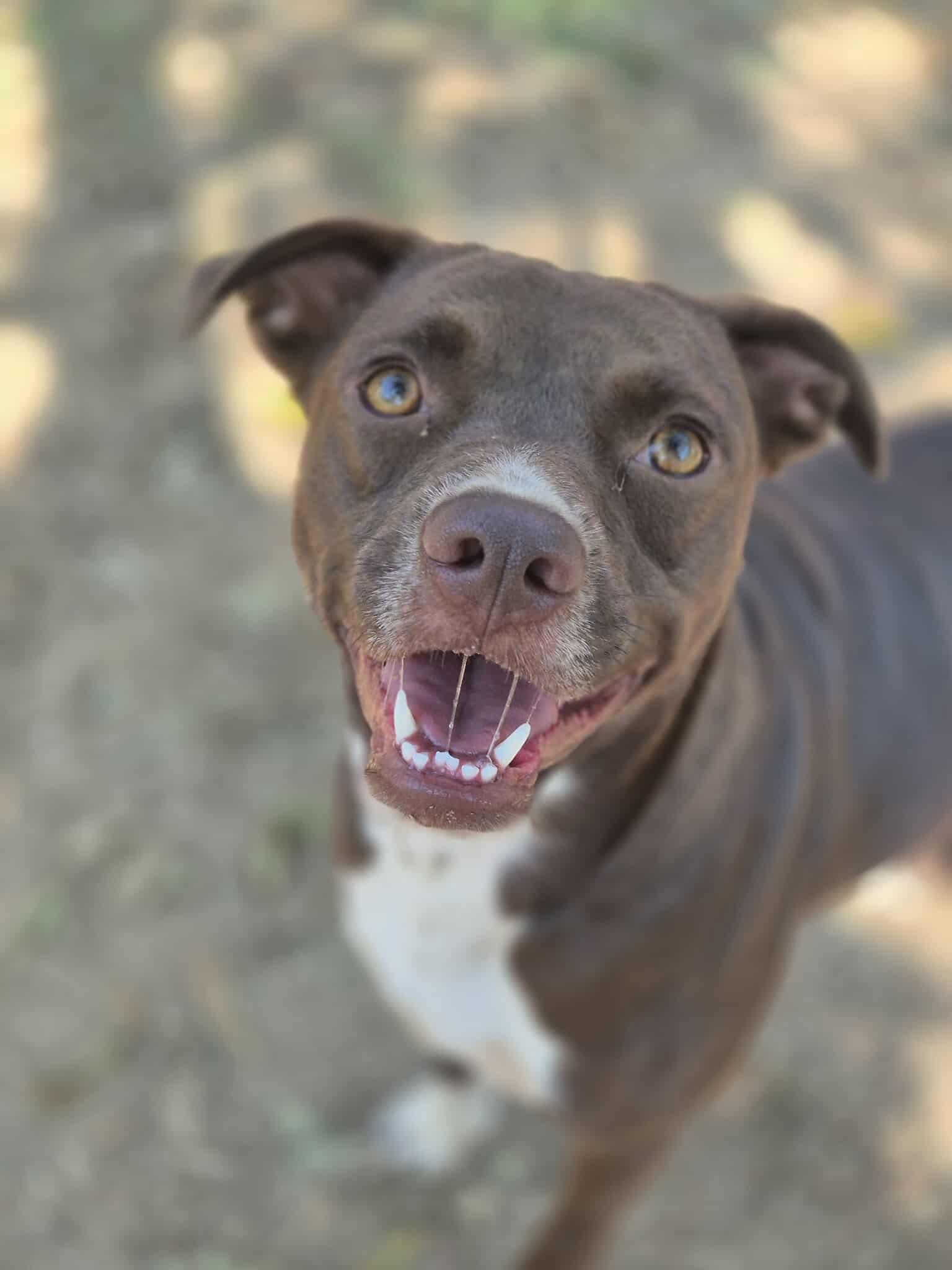 Chili, a Adoptable mixed breed in Dover, AR image 3/3